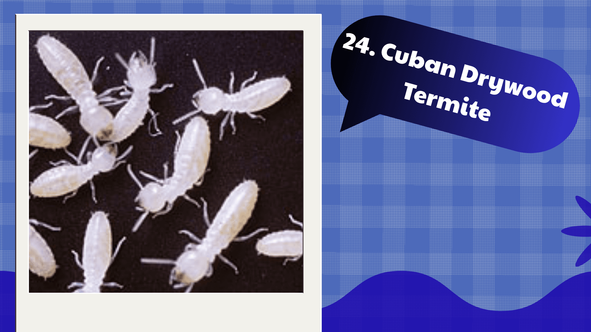 Cuban Drywood Termite