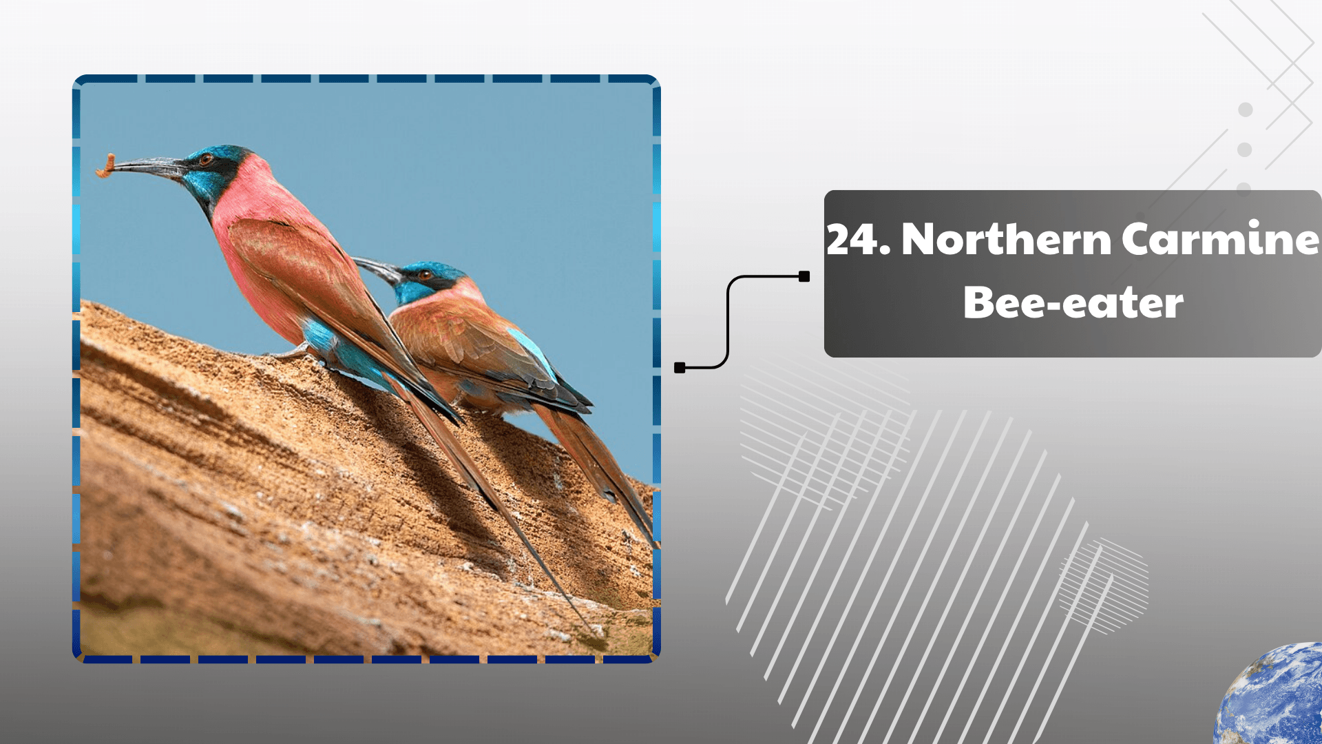 Northern Carmine Bee-eater