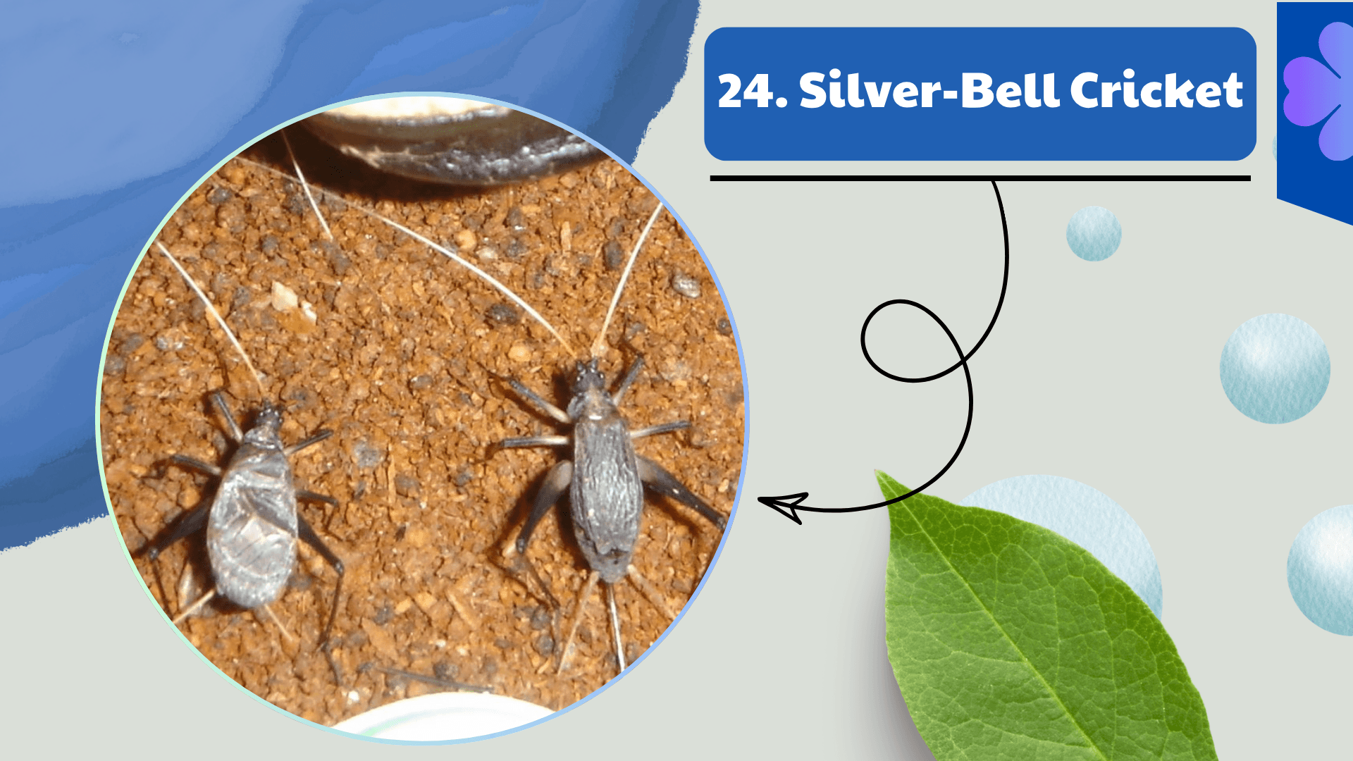 Silver-Bell Cricket