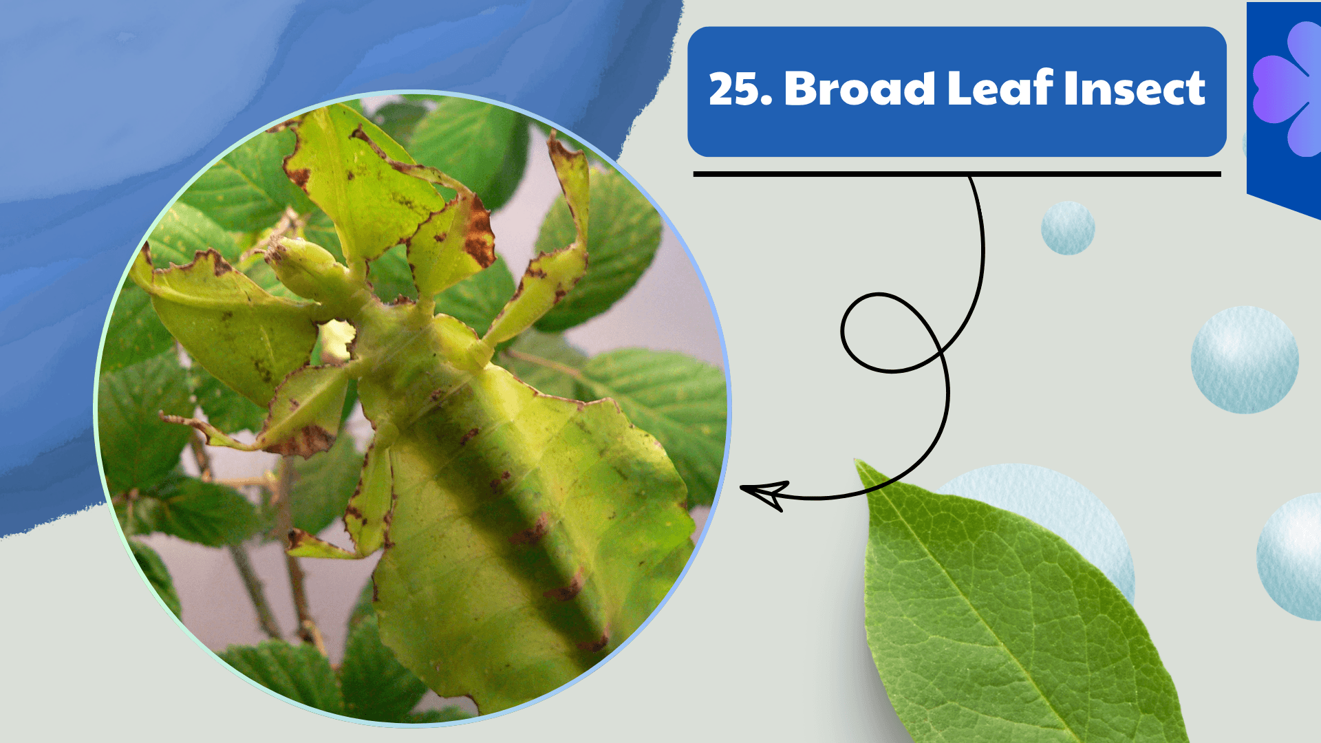 Broad Leaf Insect