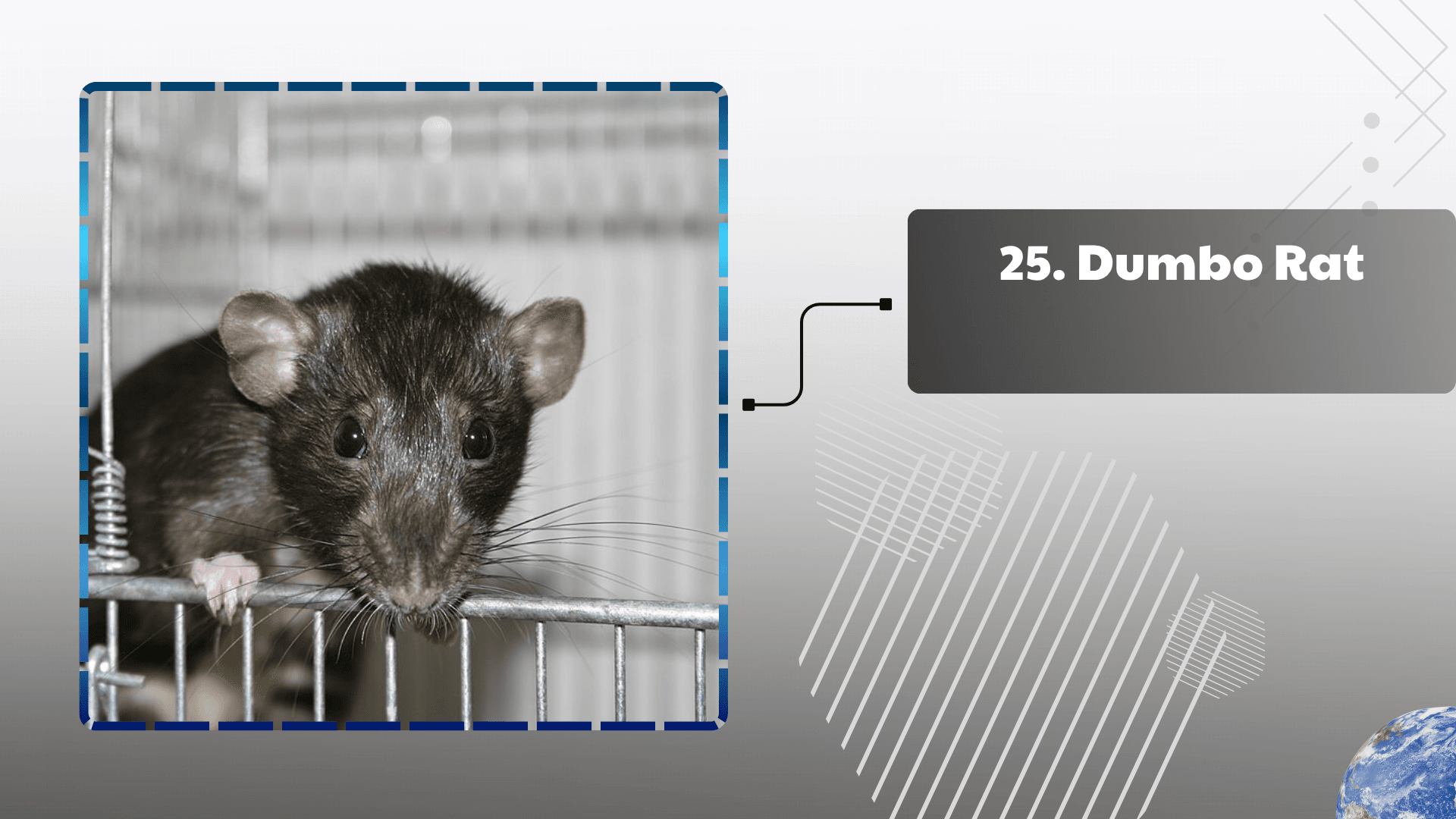 Dumbo Rat