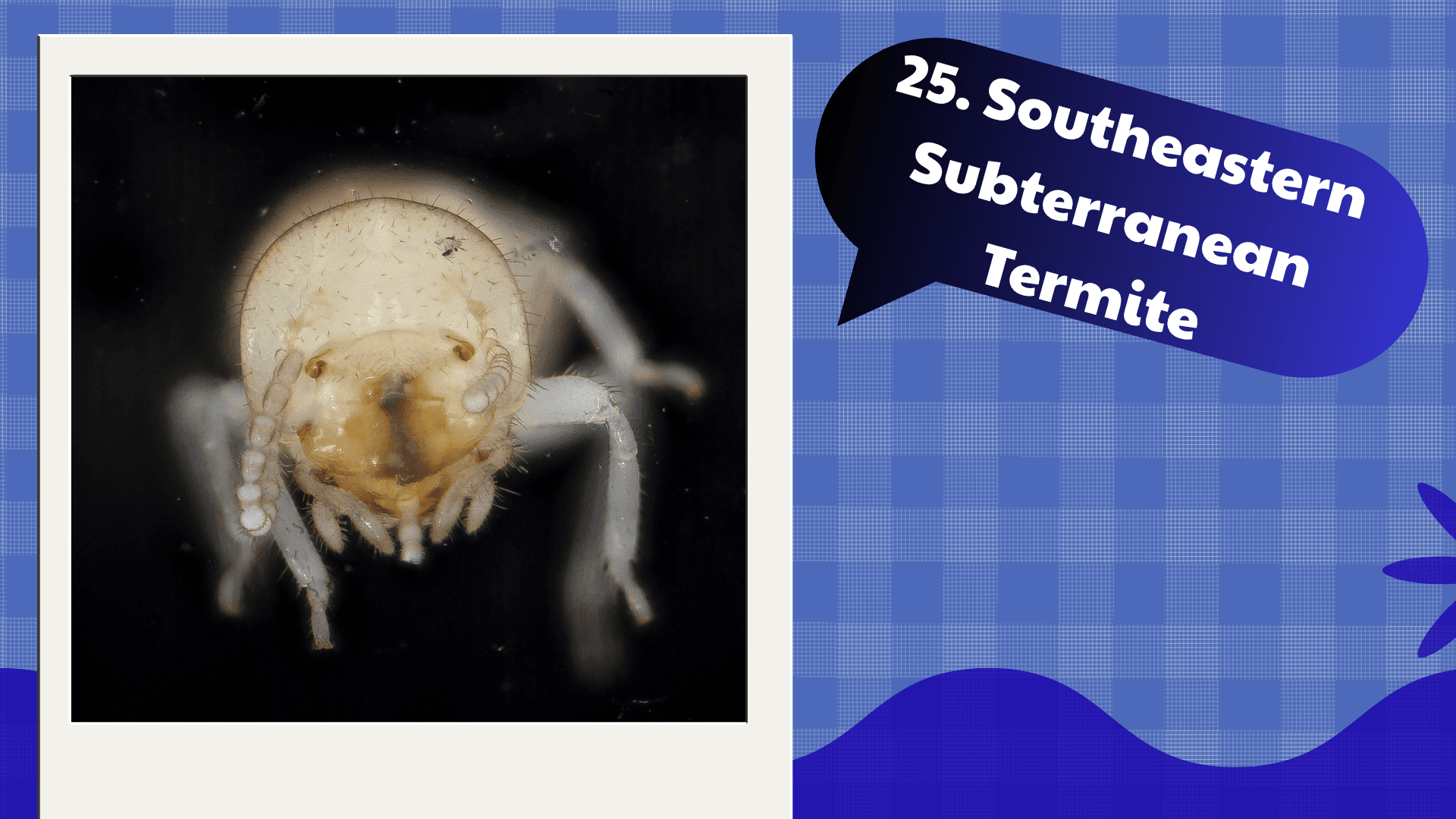 Southeastern Subterranean Termite