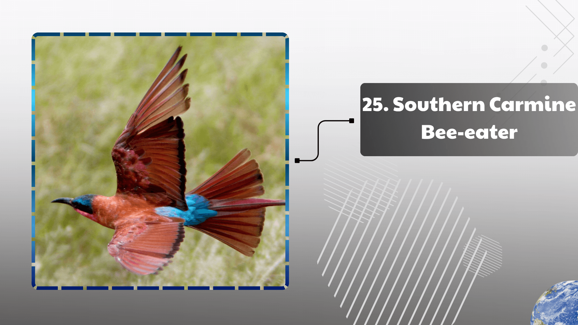 Southern Carmine Bee-eater