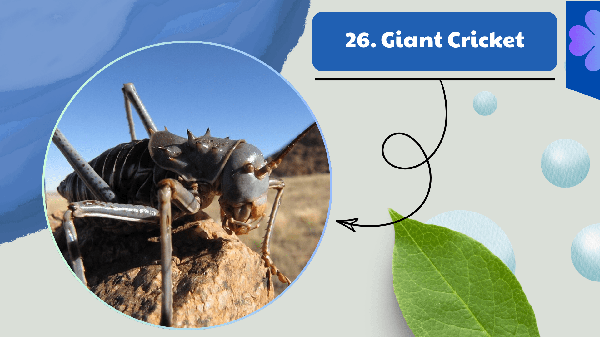 Giant Cricket