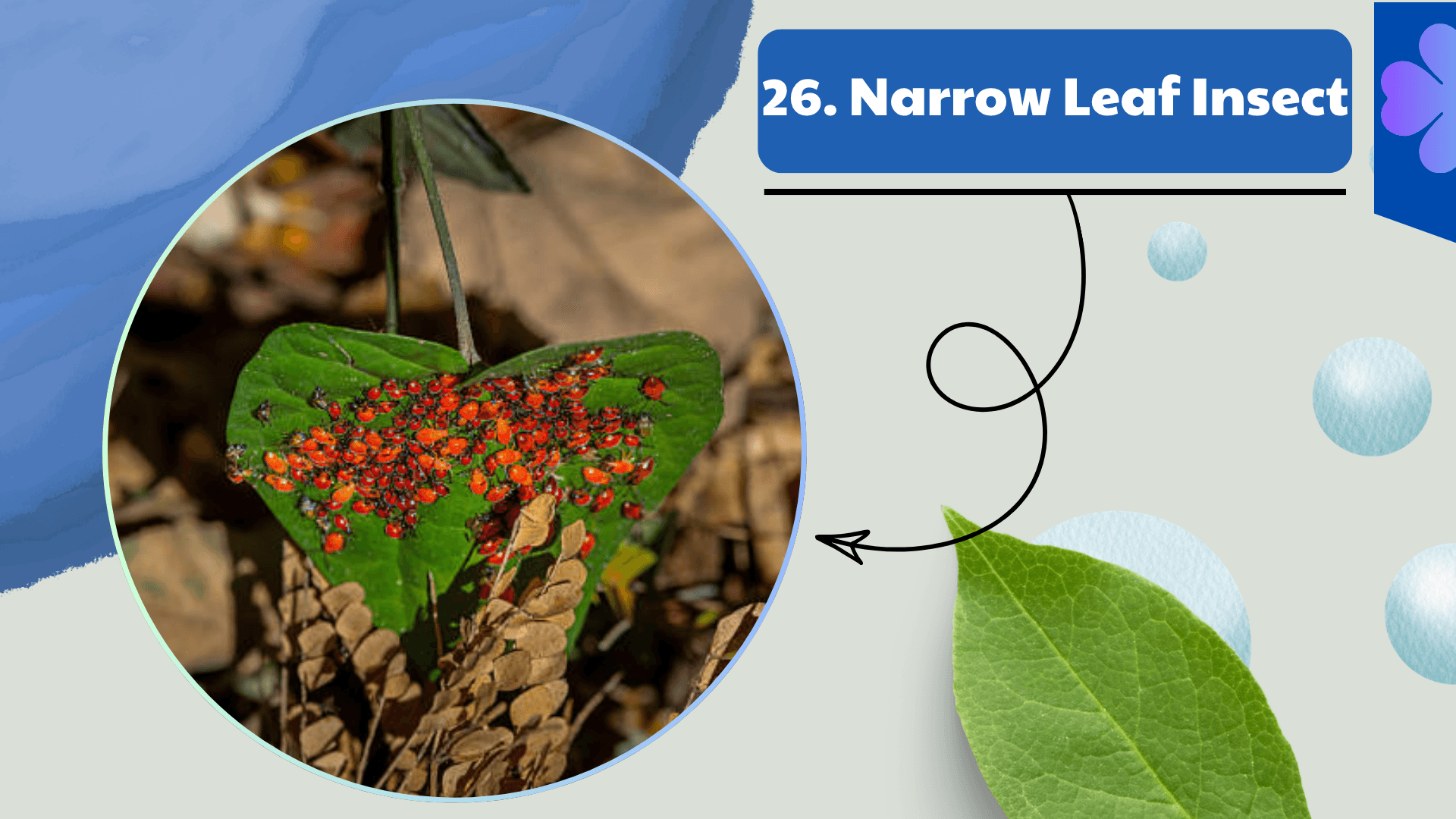 Narrow Leaf Insect