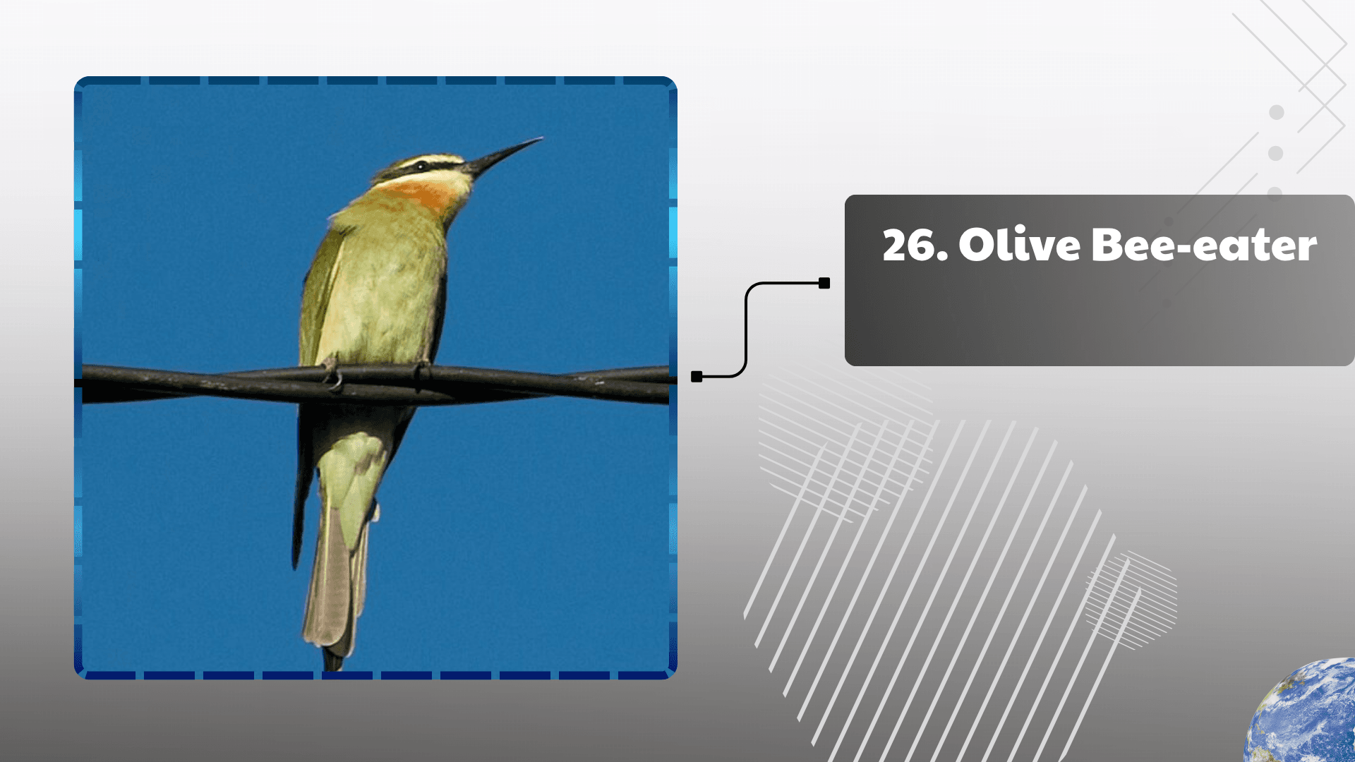 Olive Bee-eater