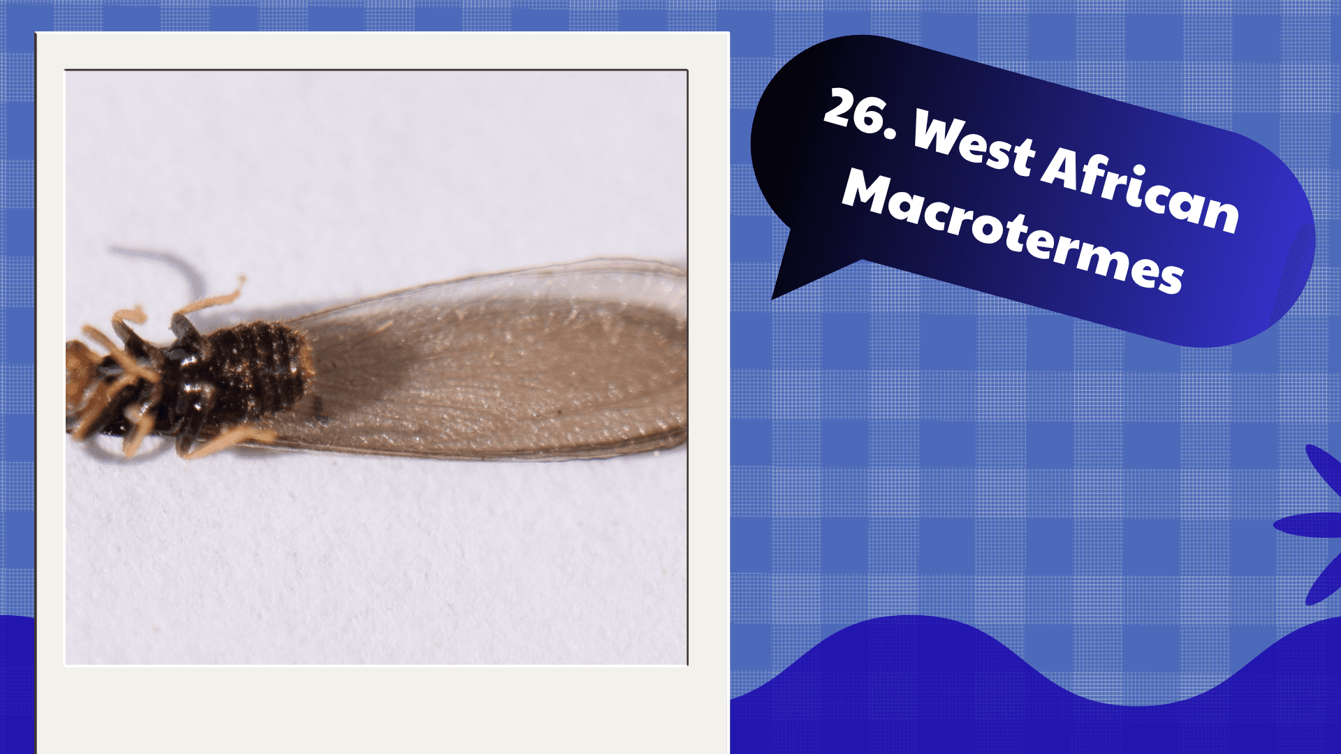 West African Macrotermes