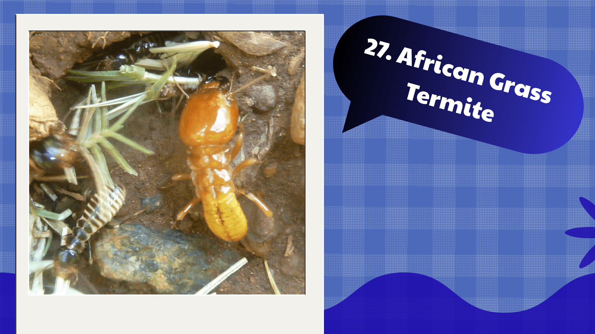 African Grass Termite