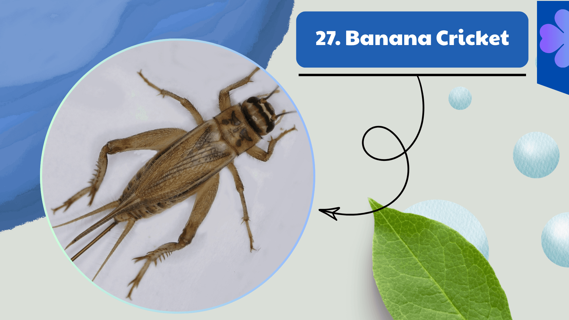 Banana Cricket