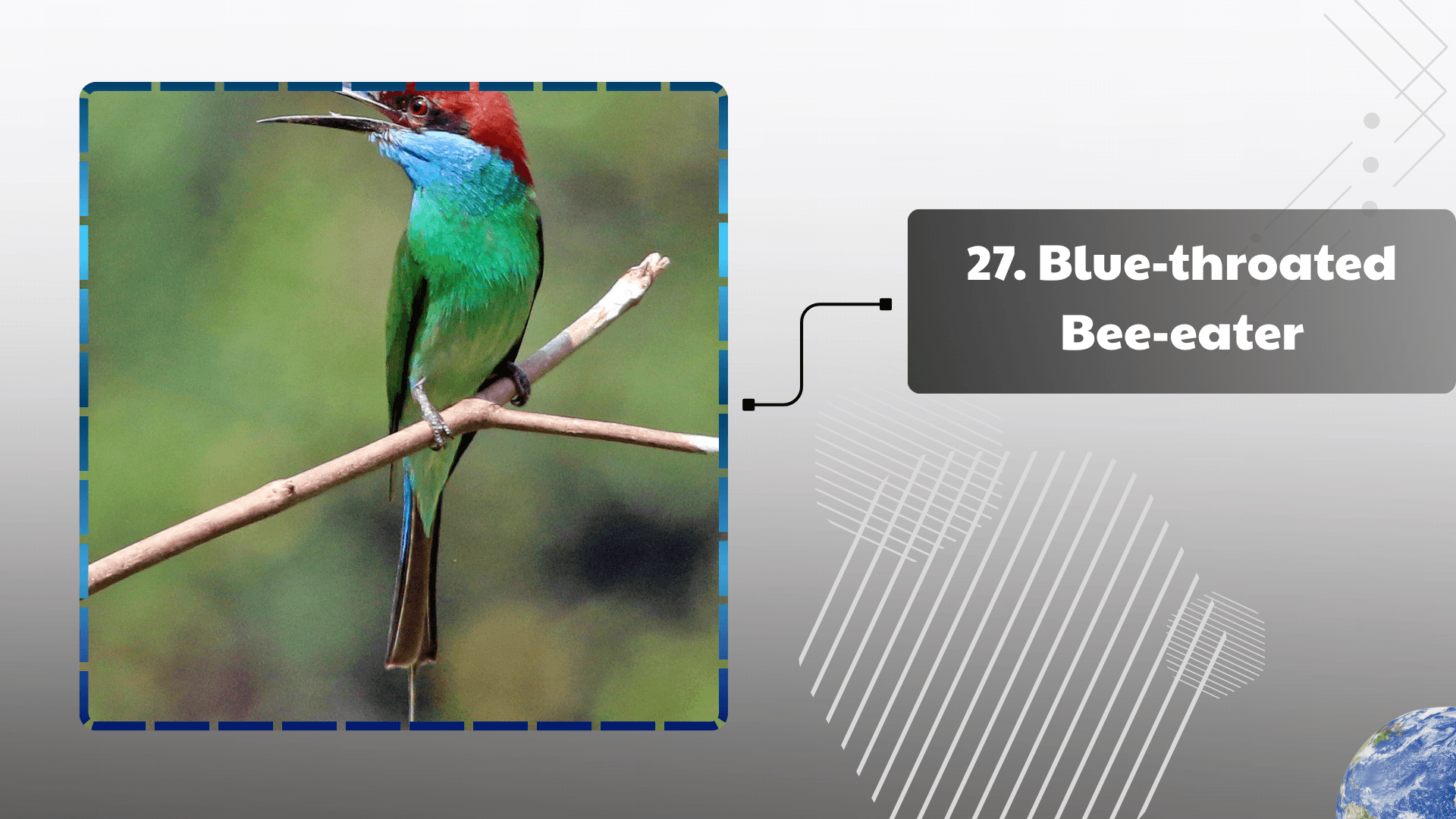 Blue-throated Bee-eater