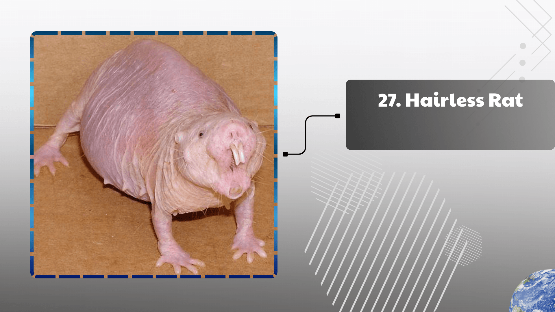 Hairless Rat