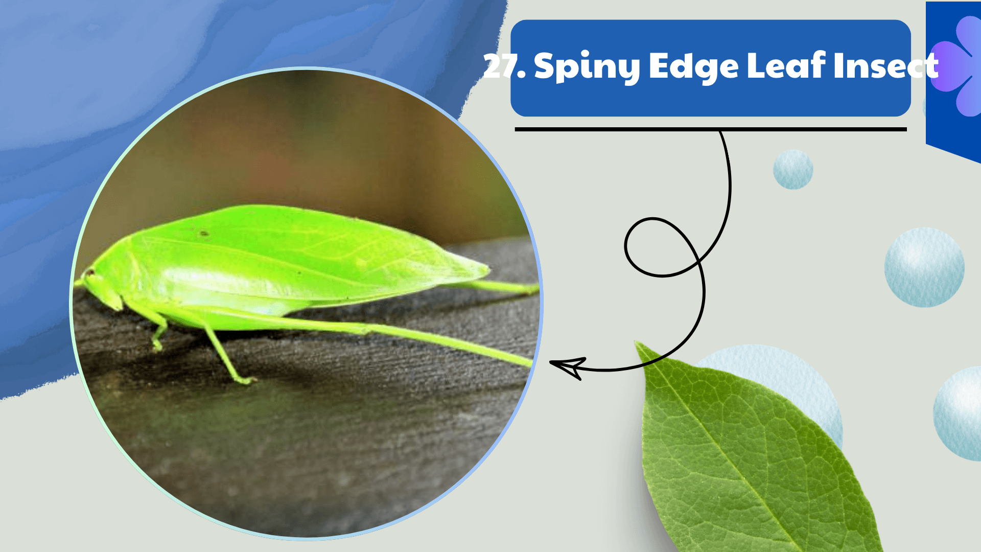 Spiny Edge Leaf Insect