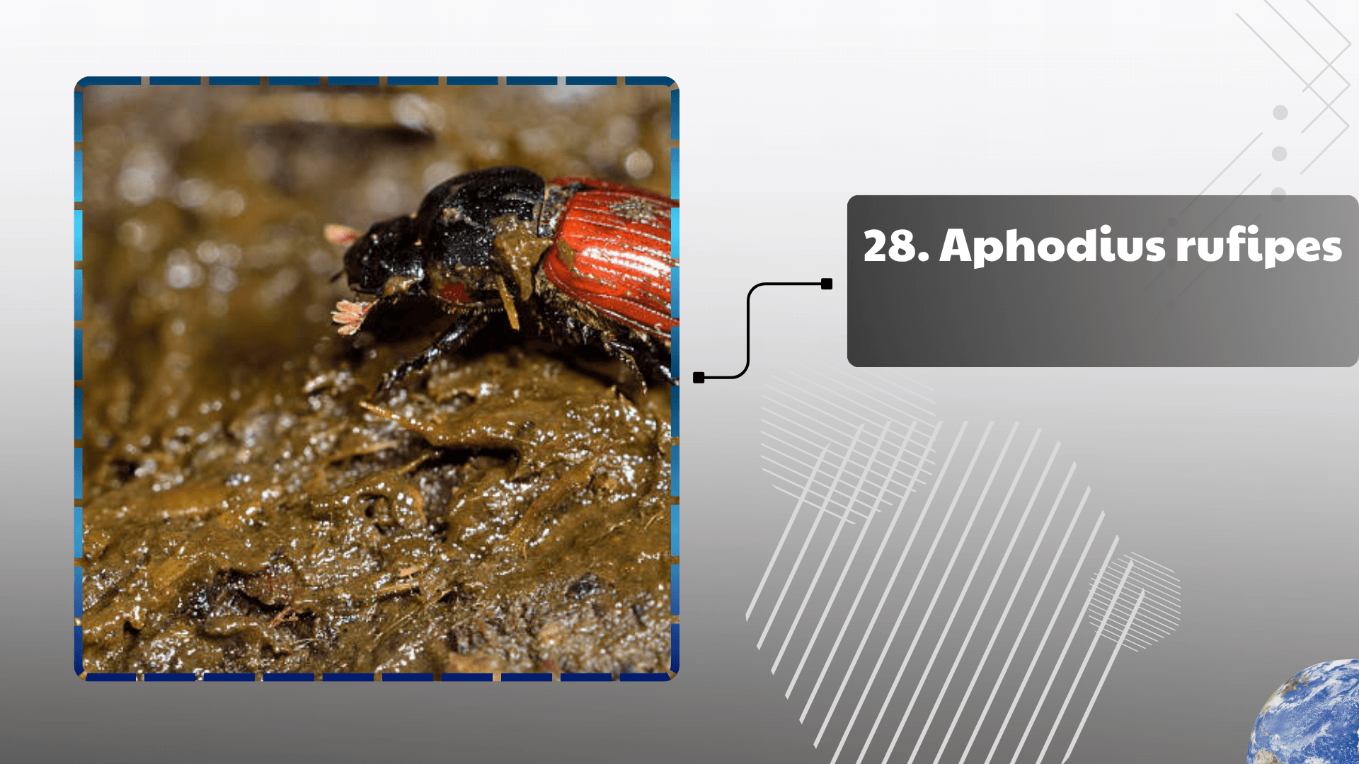 Aphodius rufipes