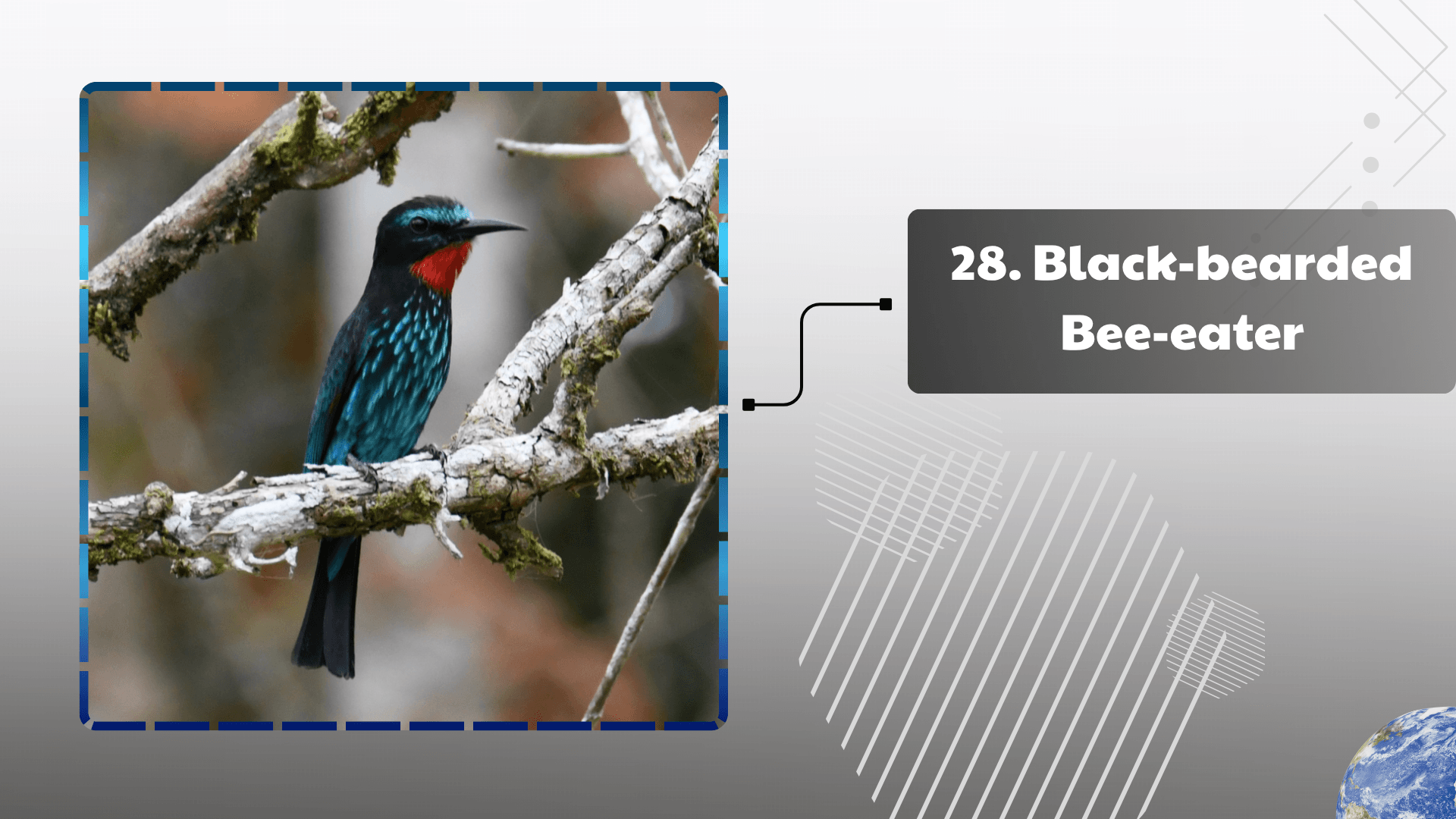 Black-bearded Bee-eater