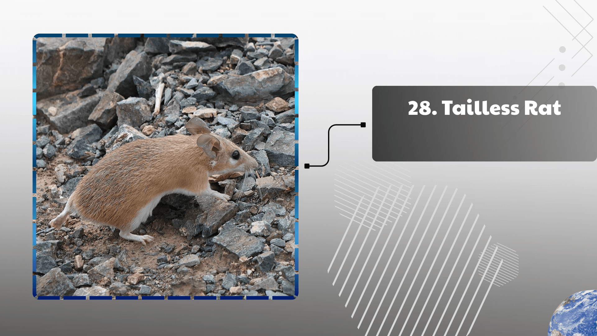 Tailless Rat