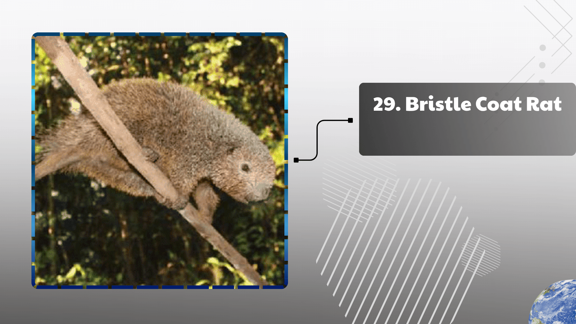 Bristle Coat Rat