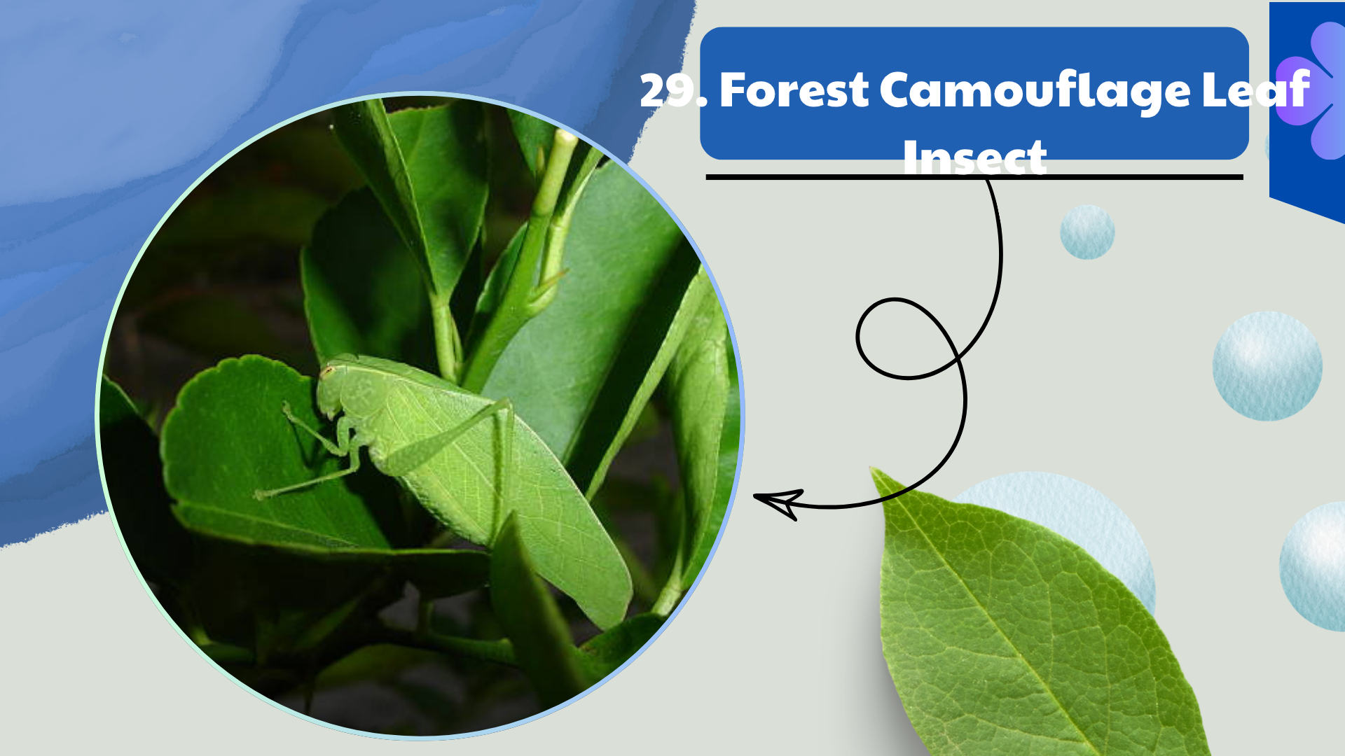 Forest Camouflage Leaf Insect