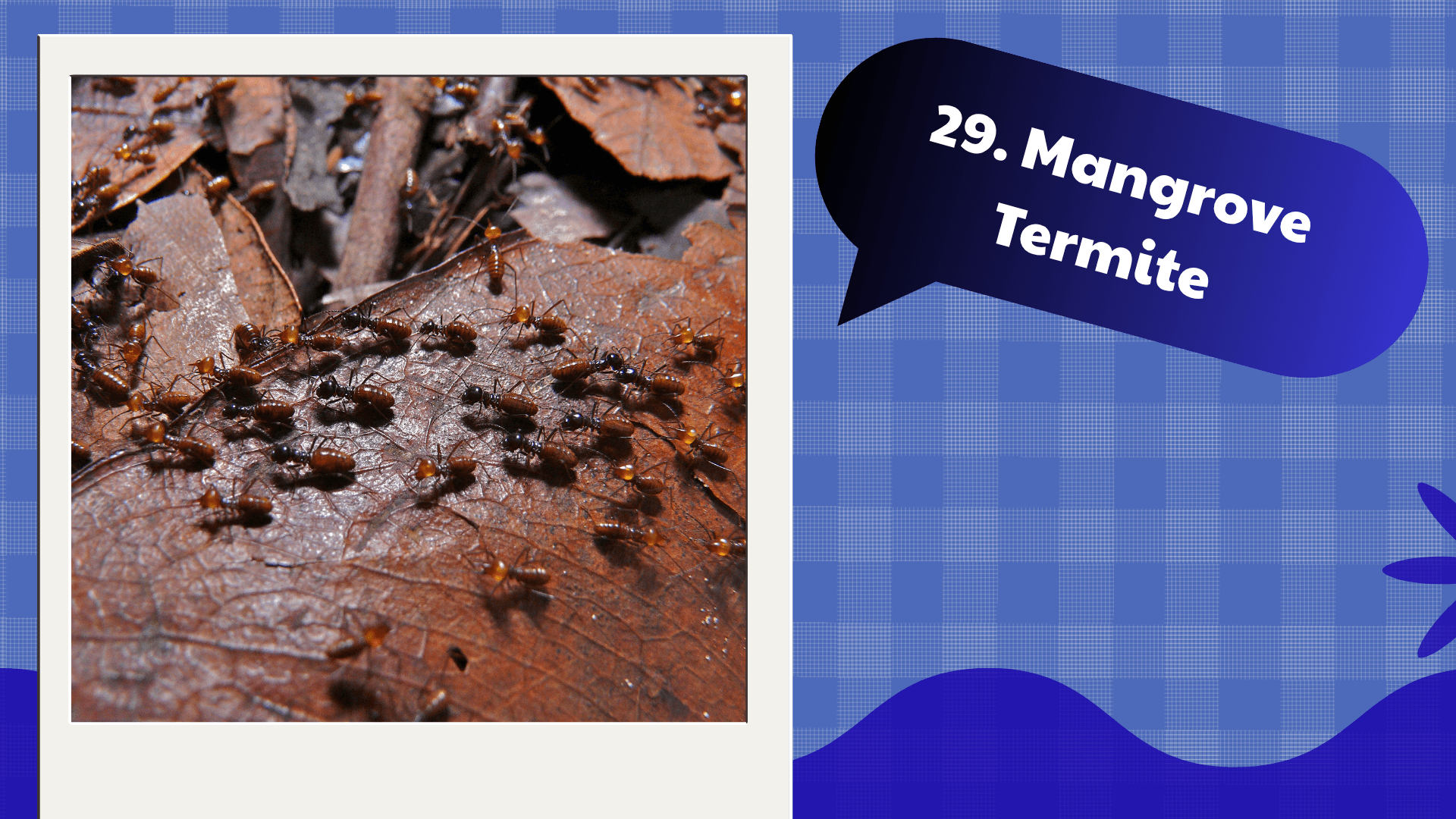 Mangrove Termite