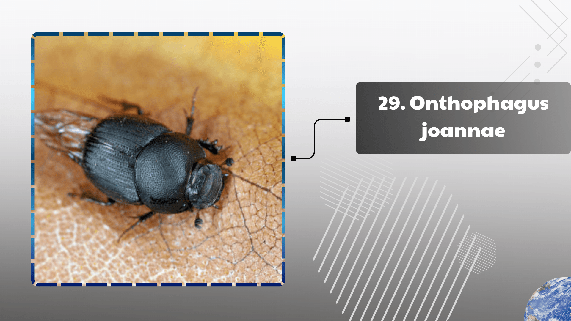 Onthophagus joannae