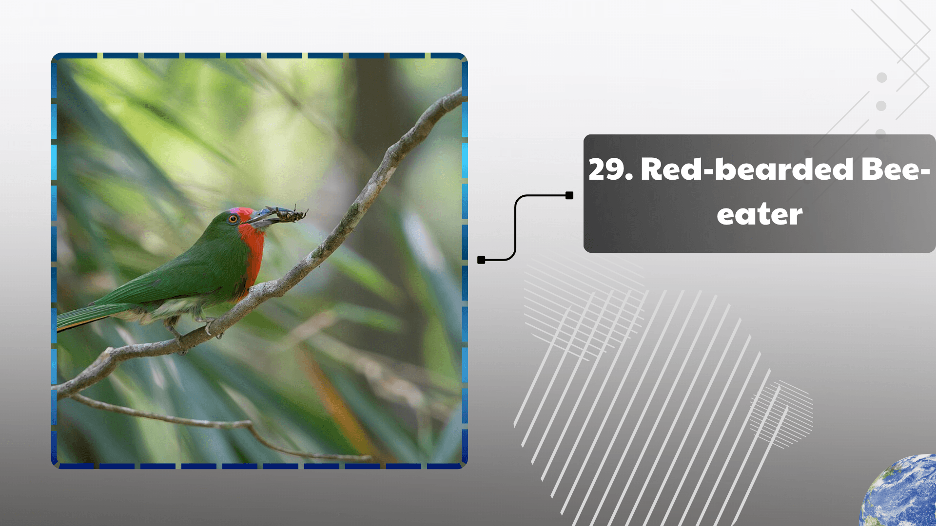 Red-bearded Bee-eater