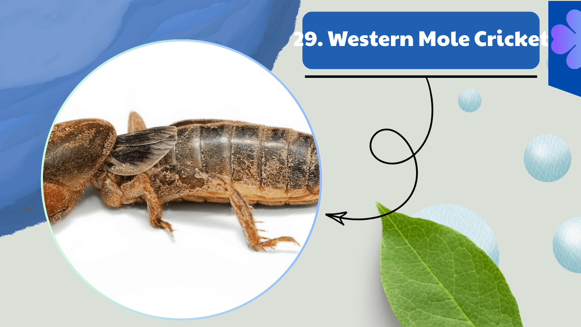 Western Mole Cricket
