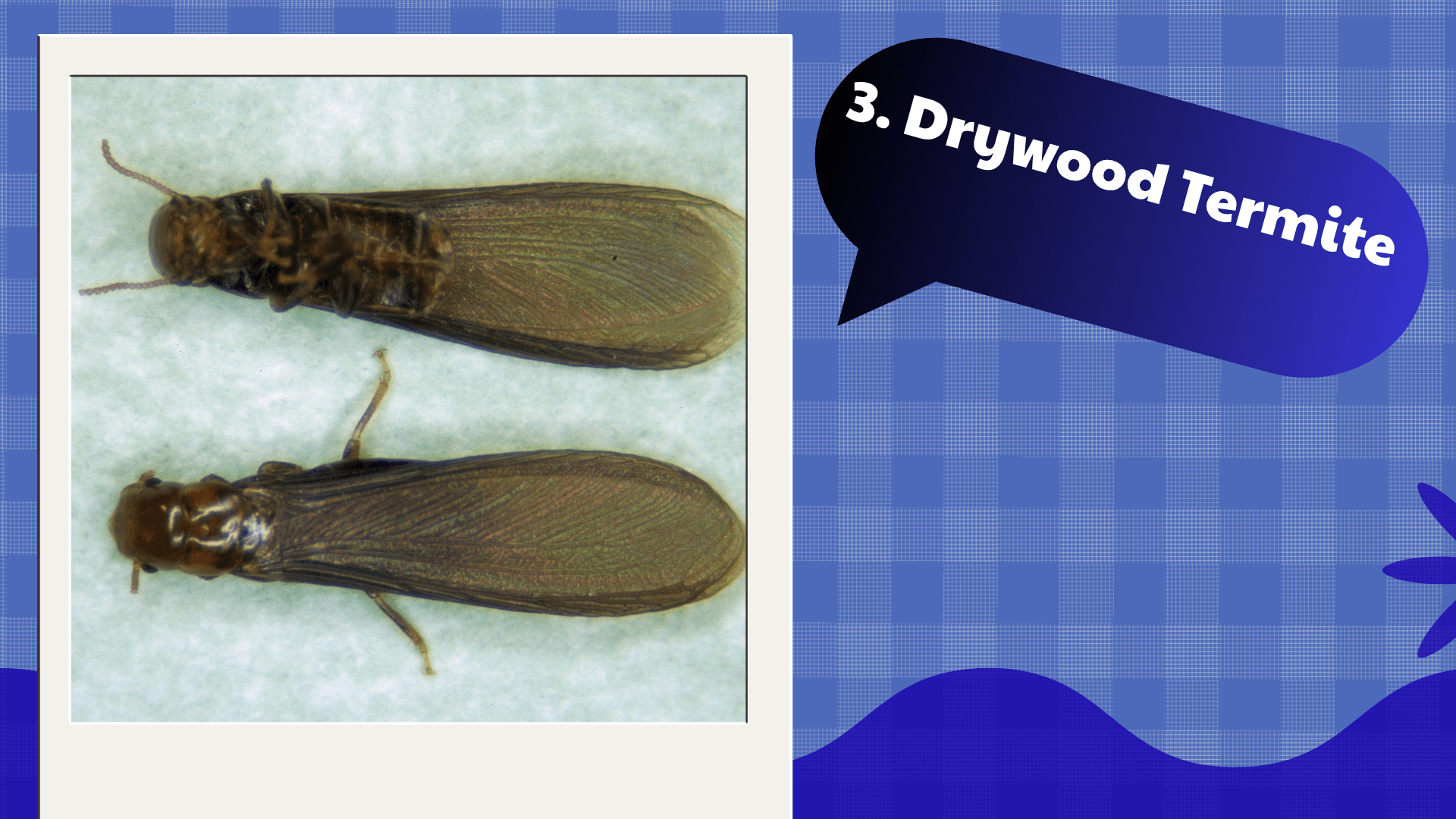 Drywood Termite