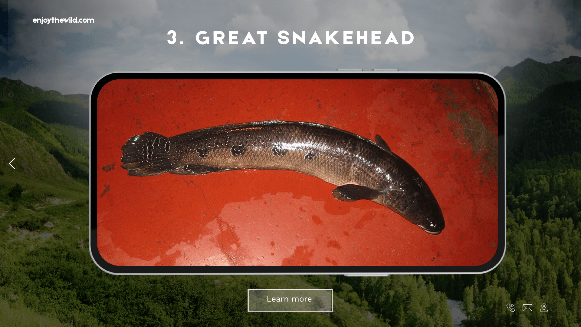 Great Snakehead