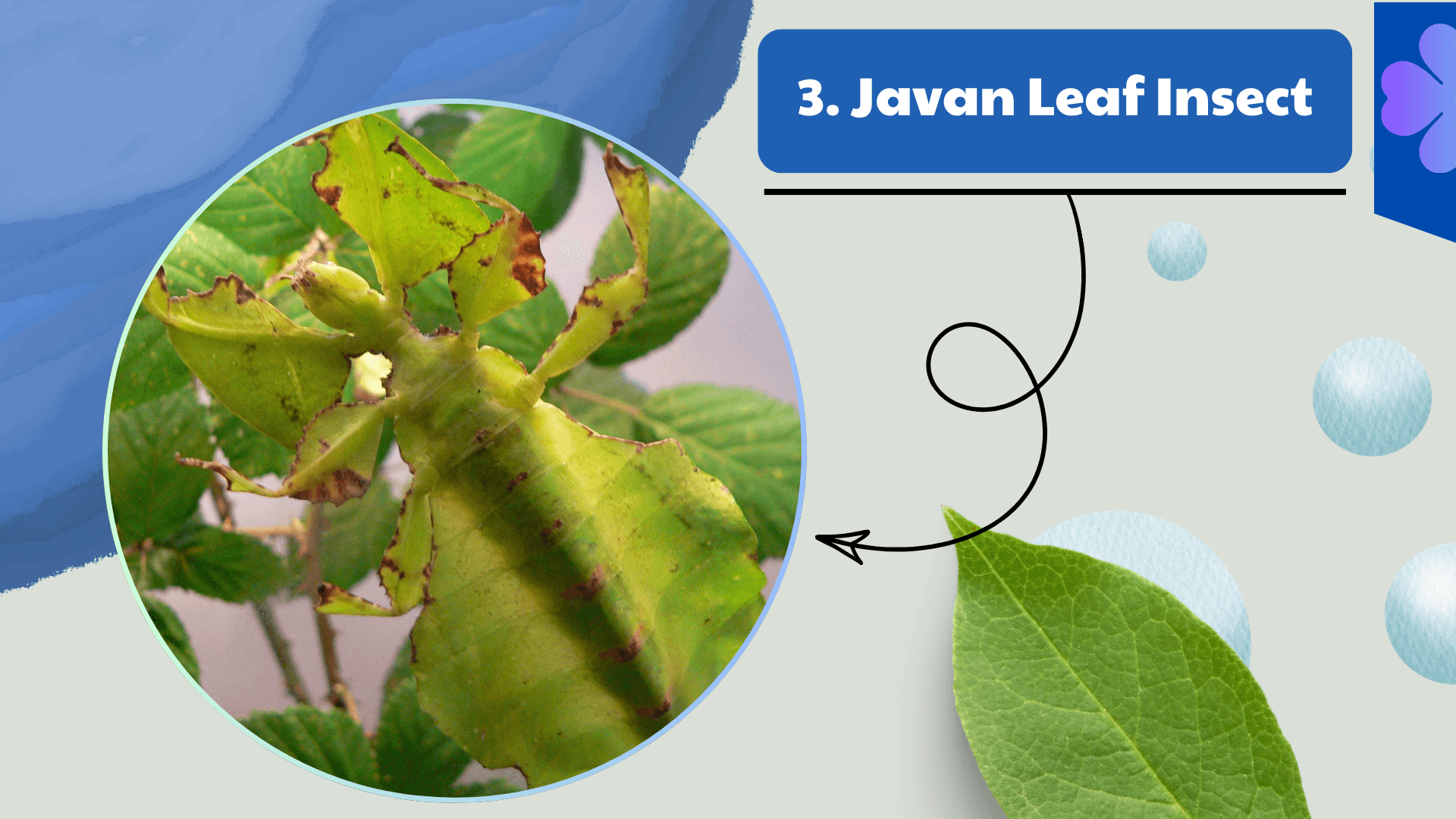 Javan Leaf Insect