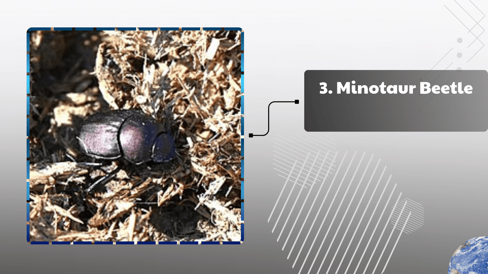 Minotaur Beetle