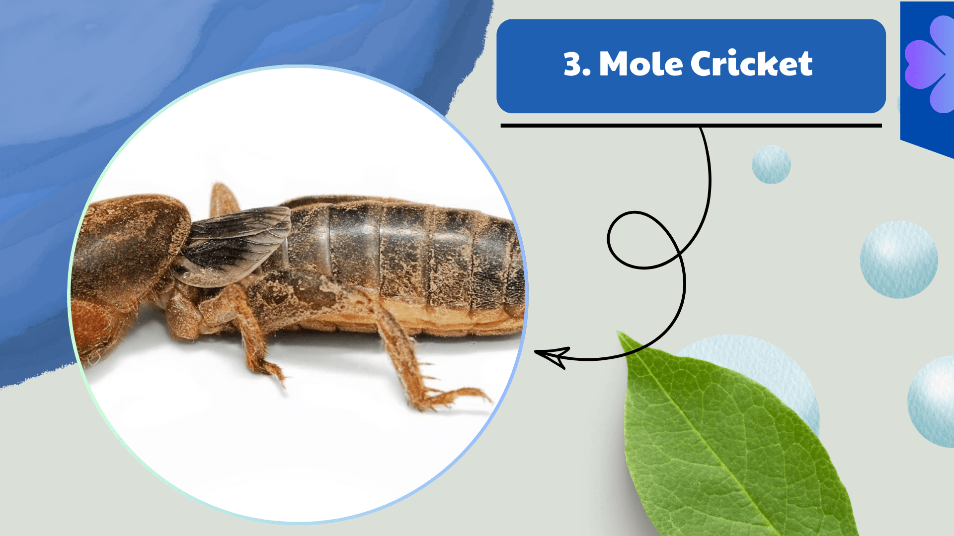 Mole Cricket