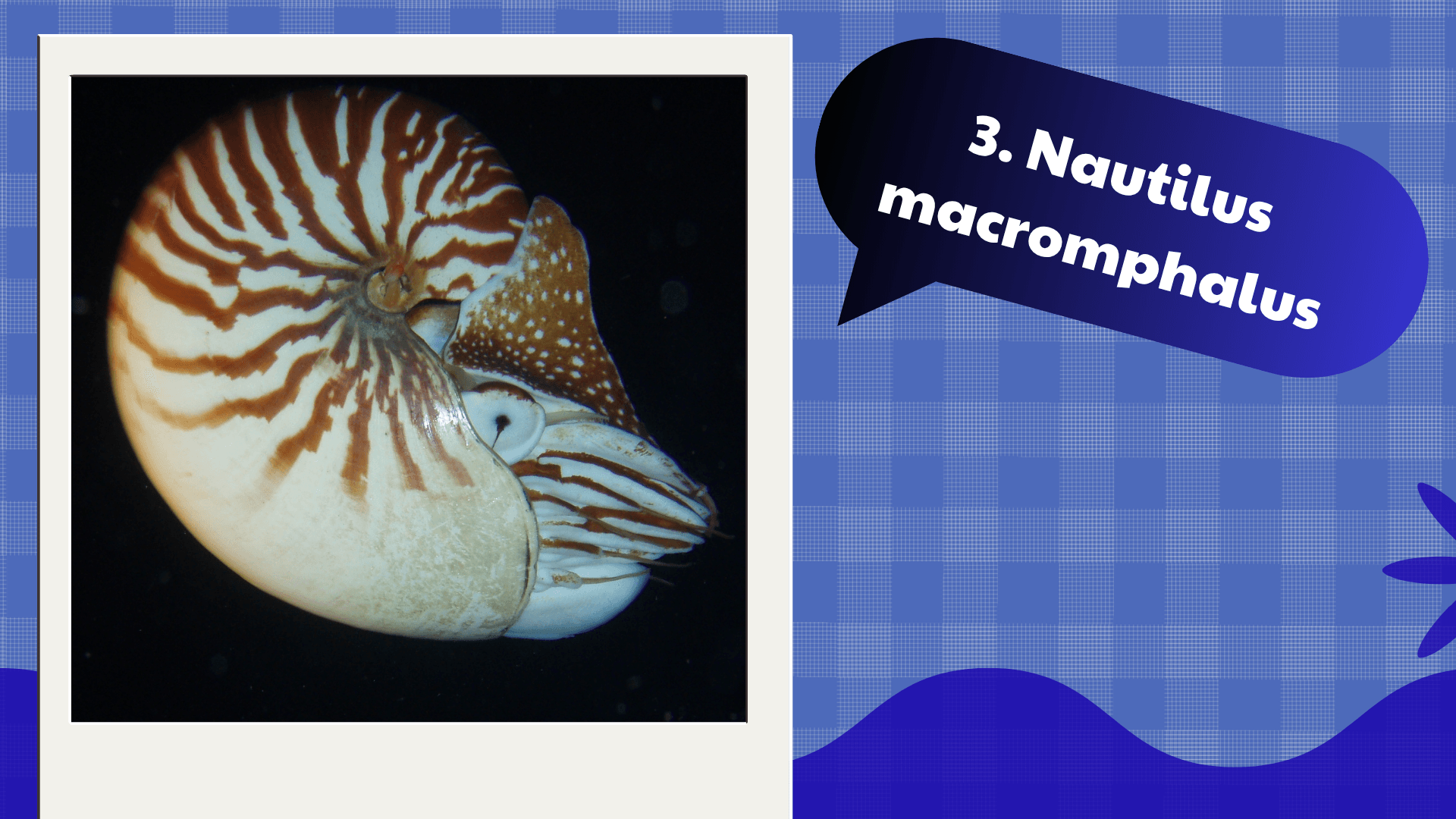 Nautilus macromphalus