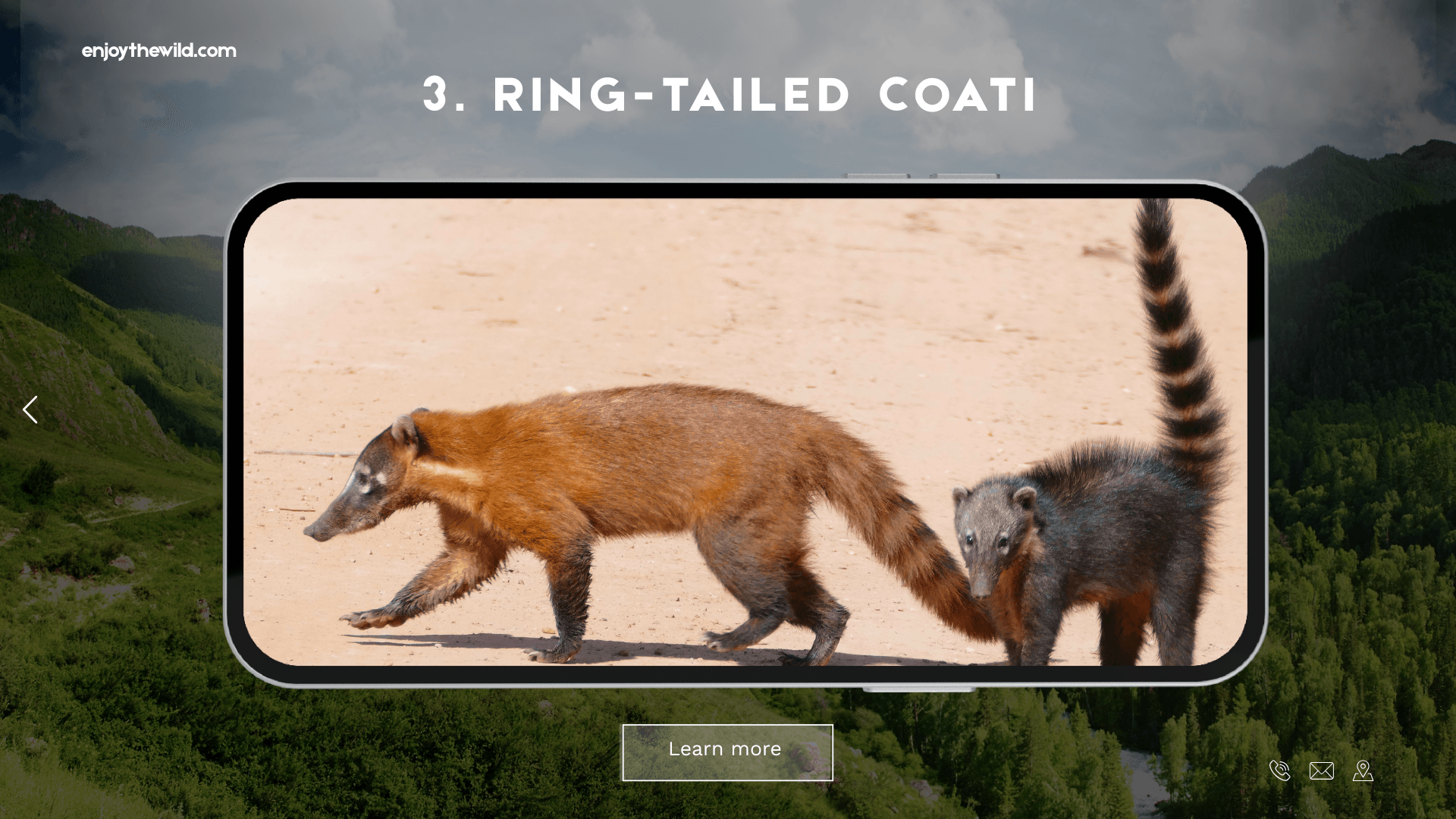 Ring-tailed Coati