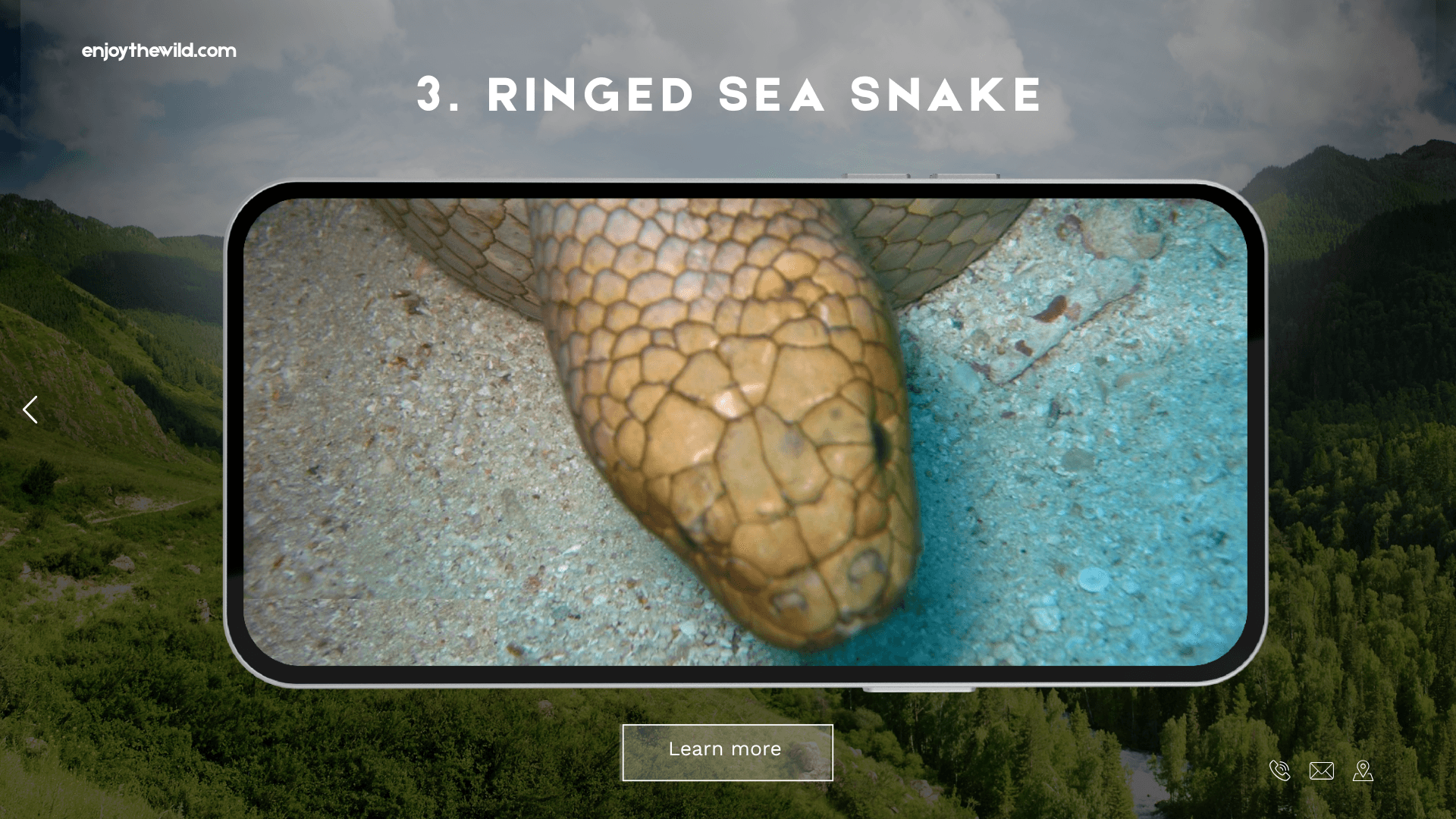 Ringed Sea Snake