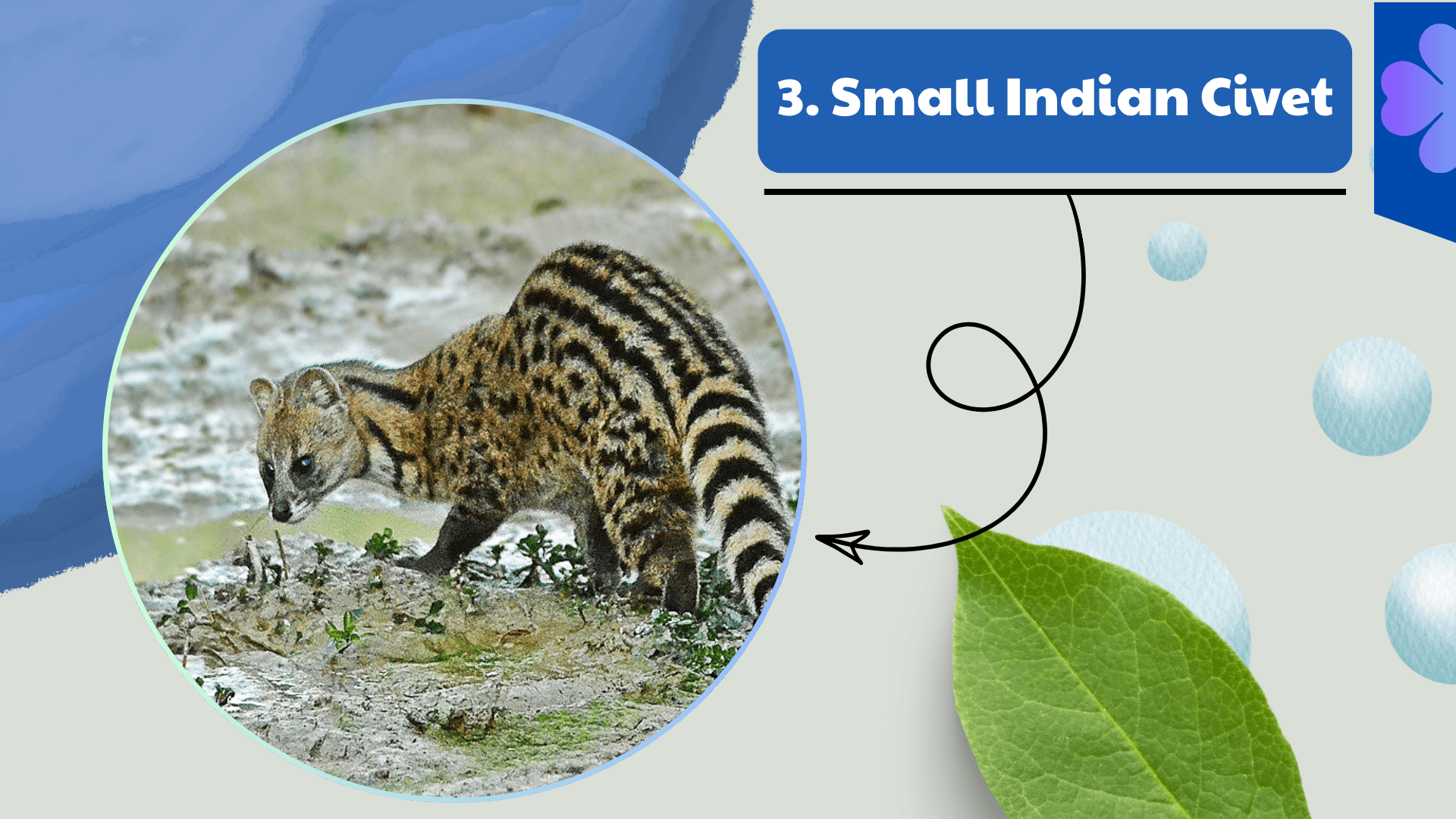 Small Indian Civet