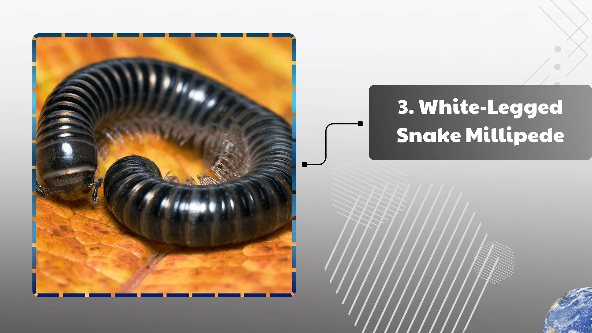 White-Legged Snake Millipede