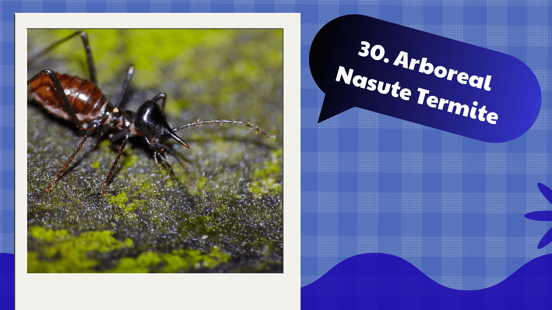 Arboreal Nasute Termite