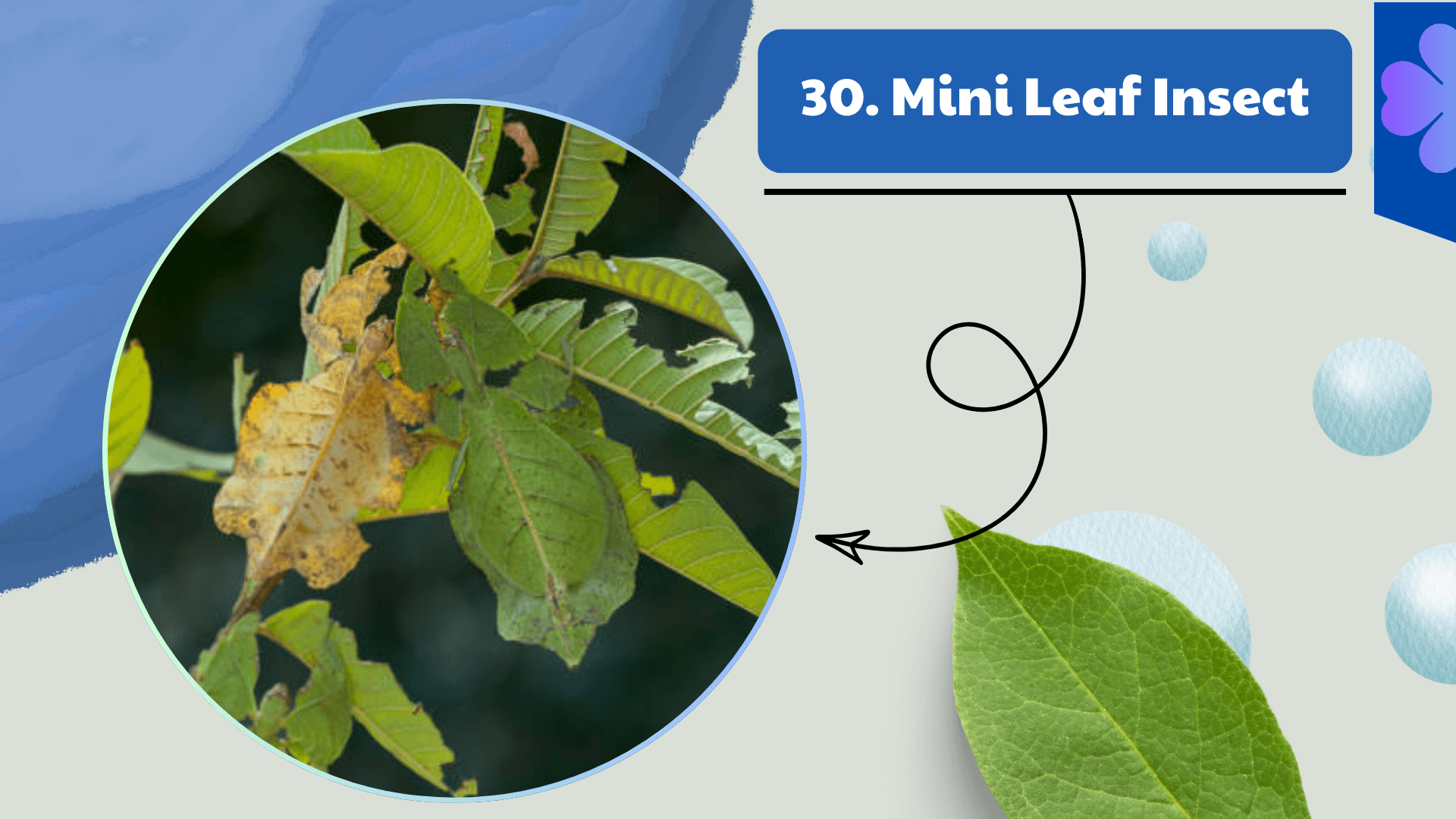 Mini Leaf Insect