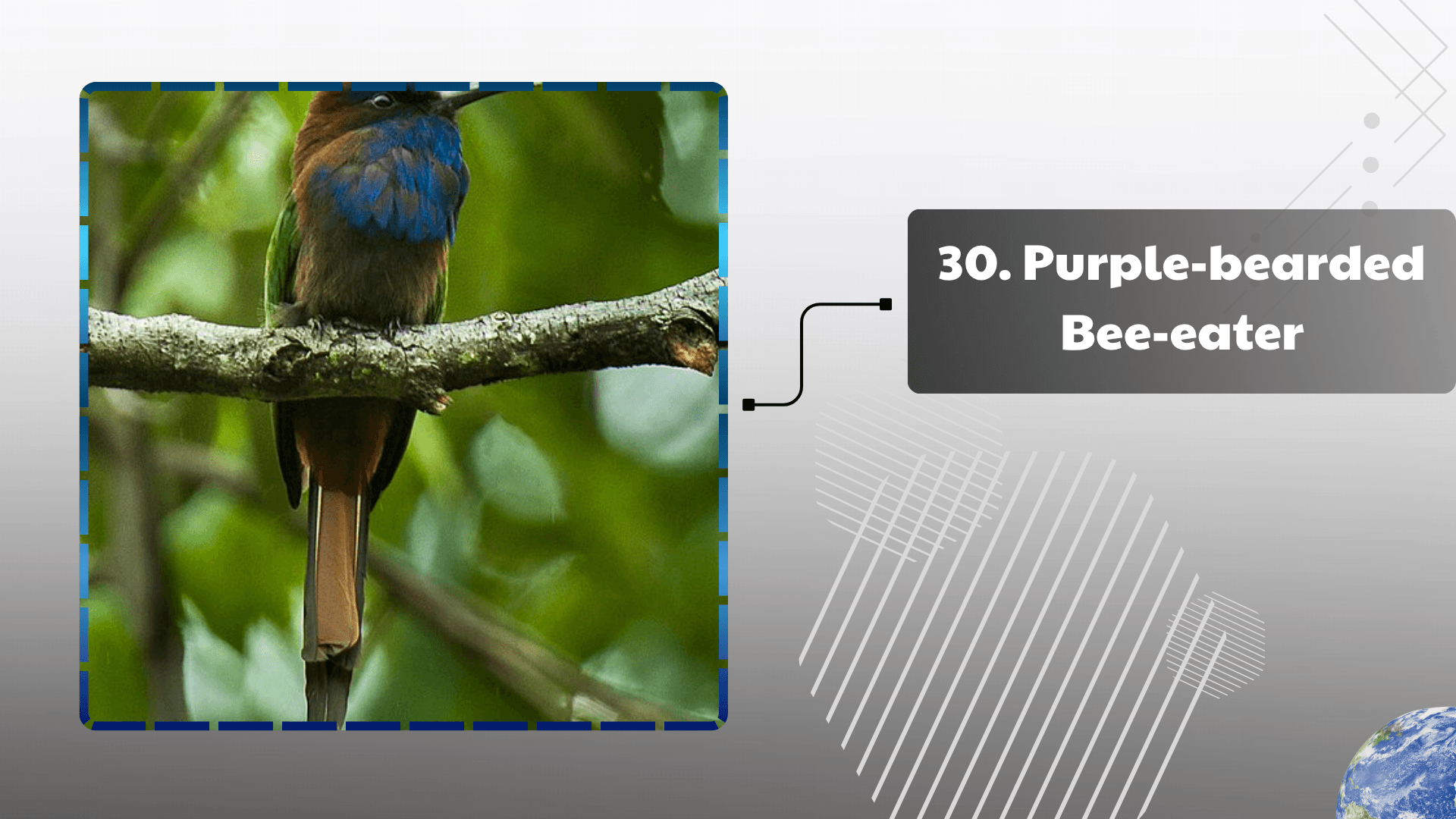 Purple-bearded Bee-eater