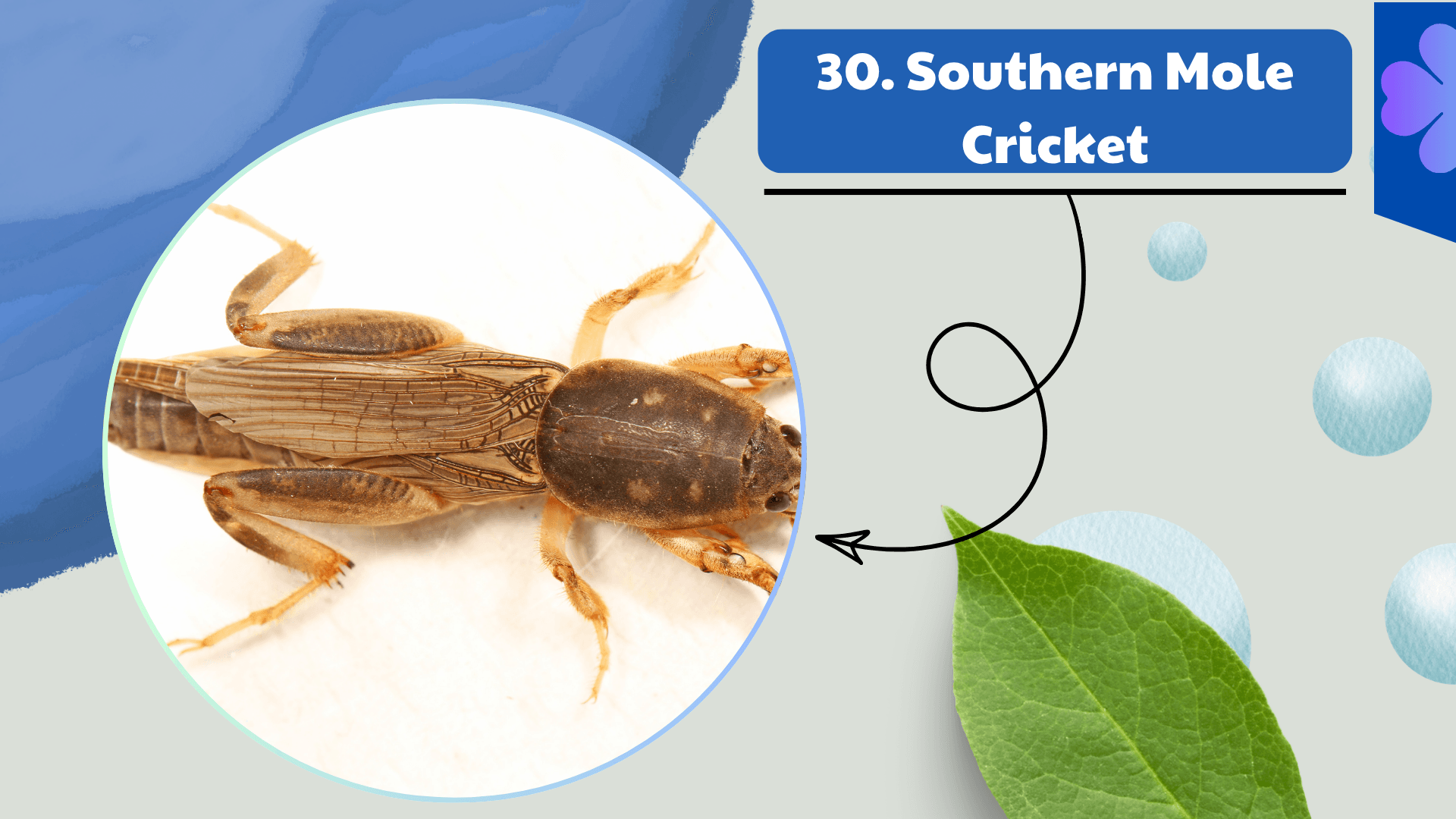 Southern Mole Cricket