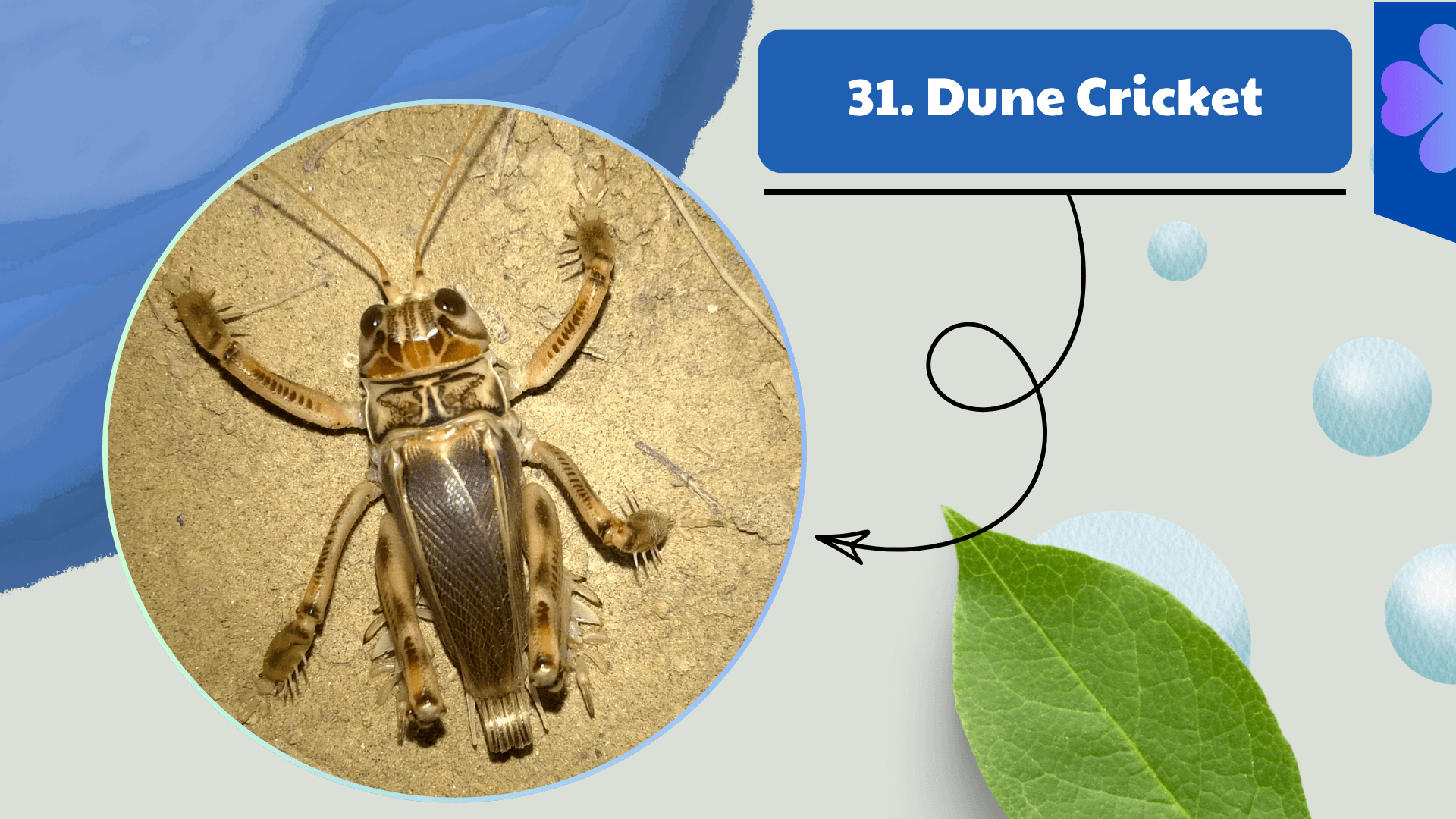Dune Cricket