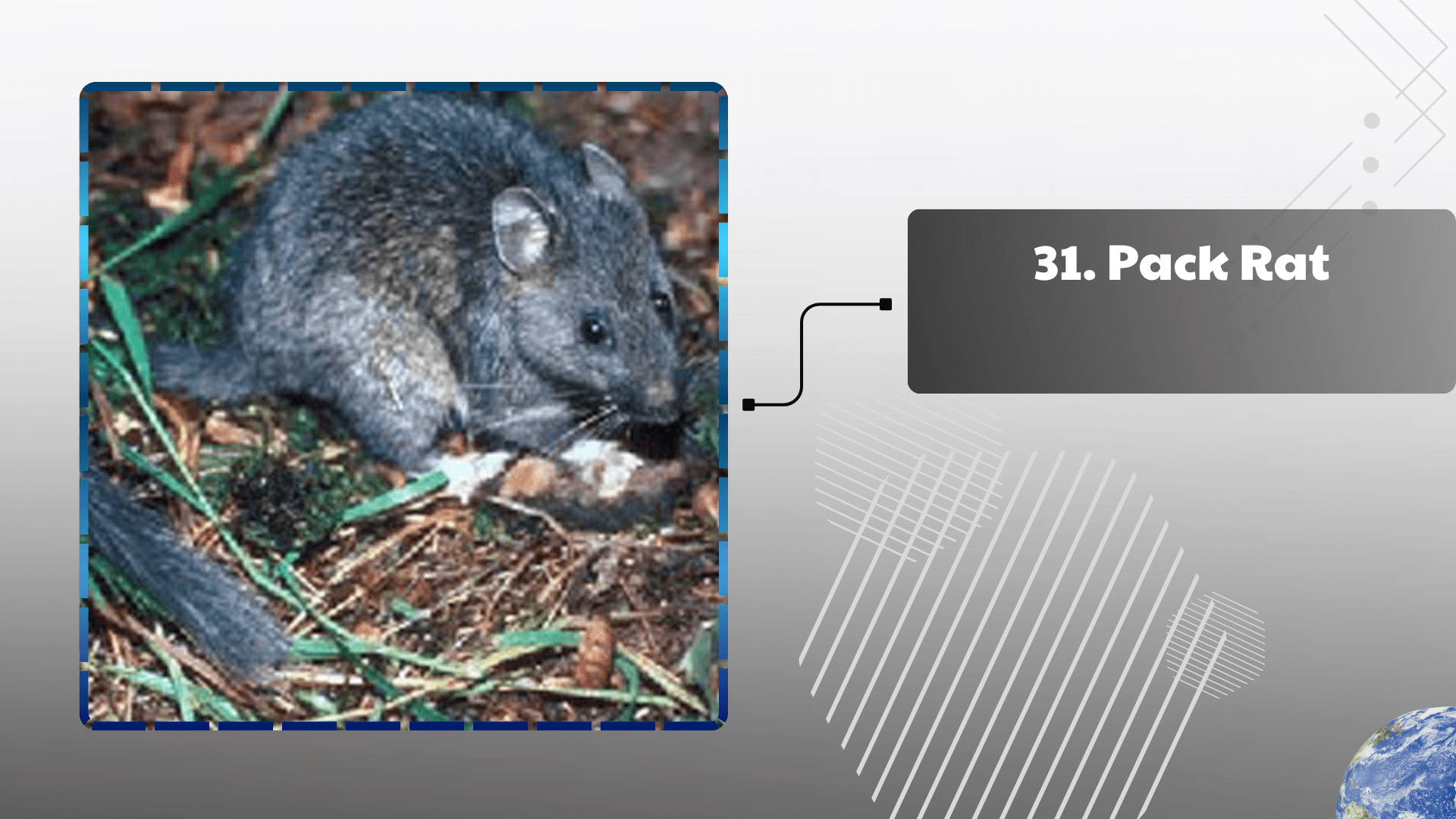 Pack Rat