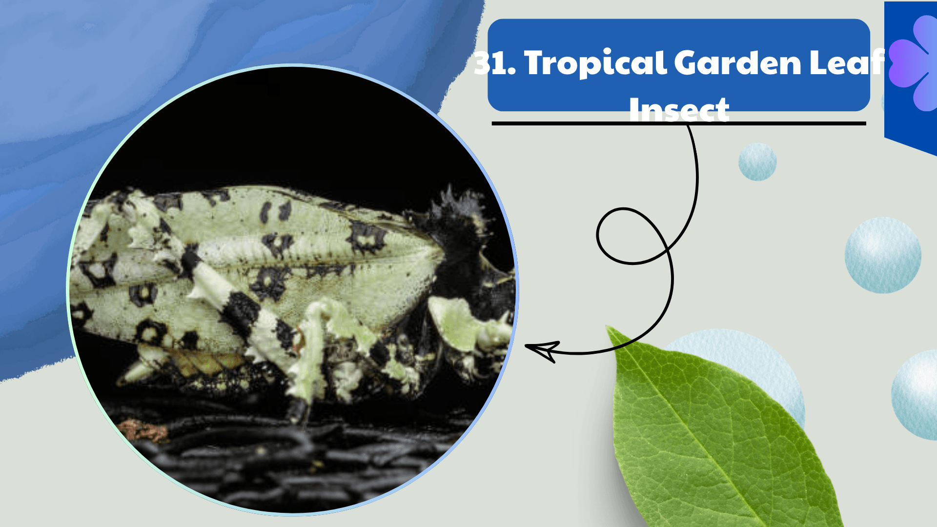 Tropical Garden Leaf Insect