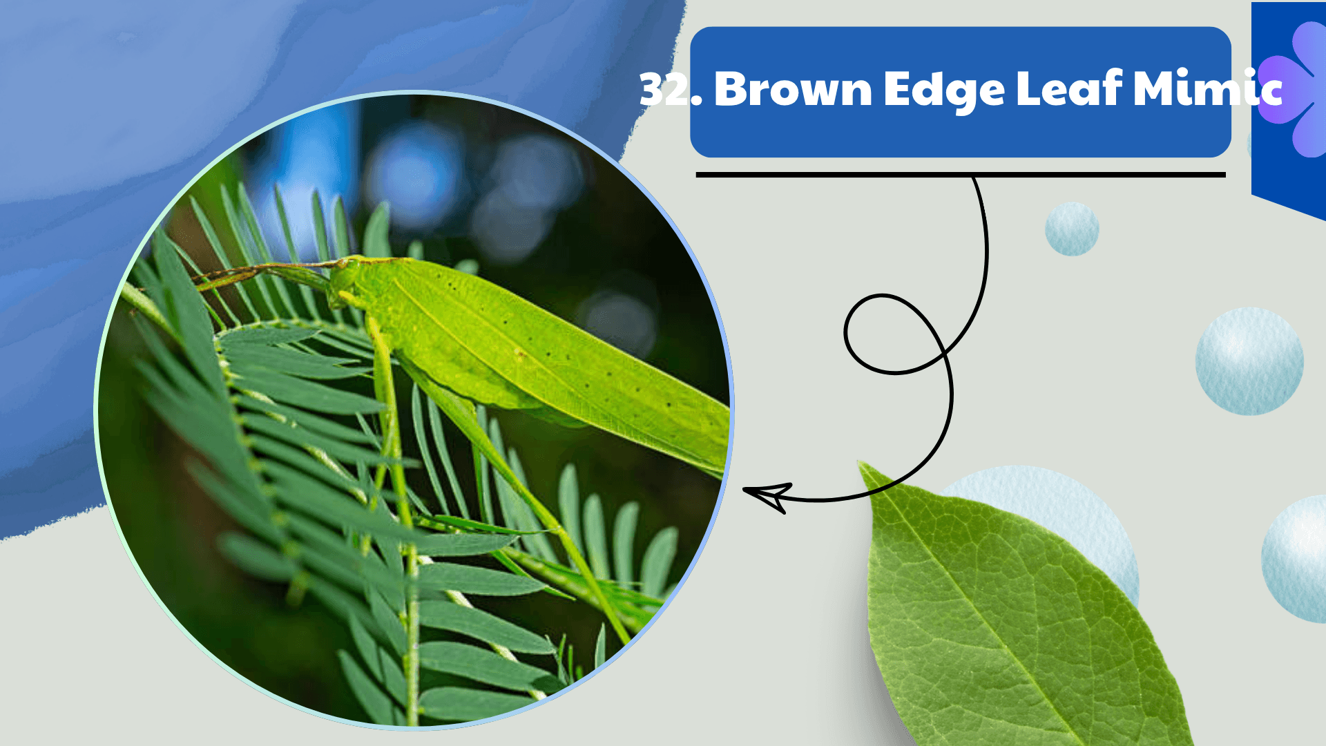 Brown Edge Leaf Mimic