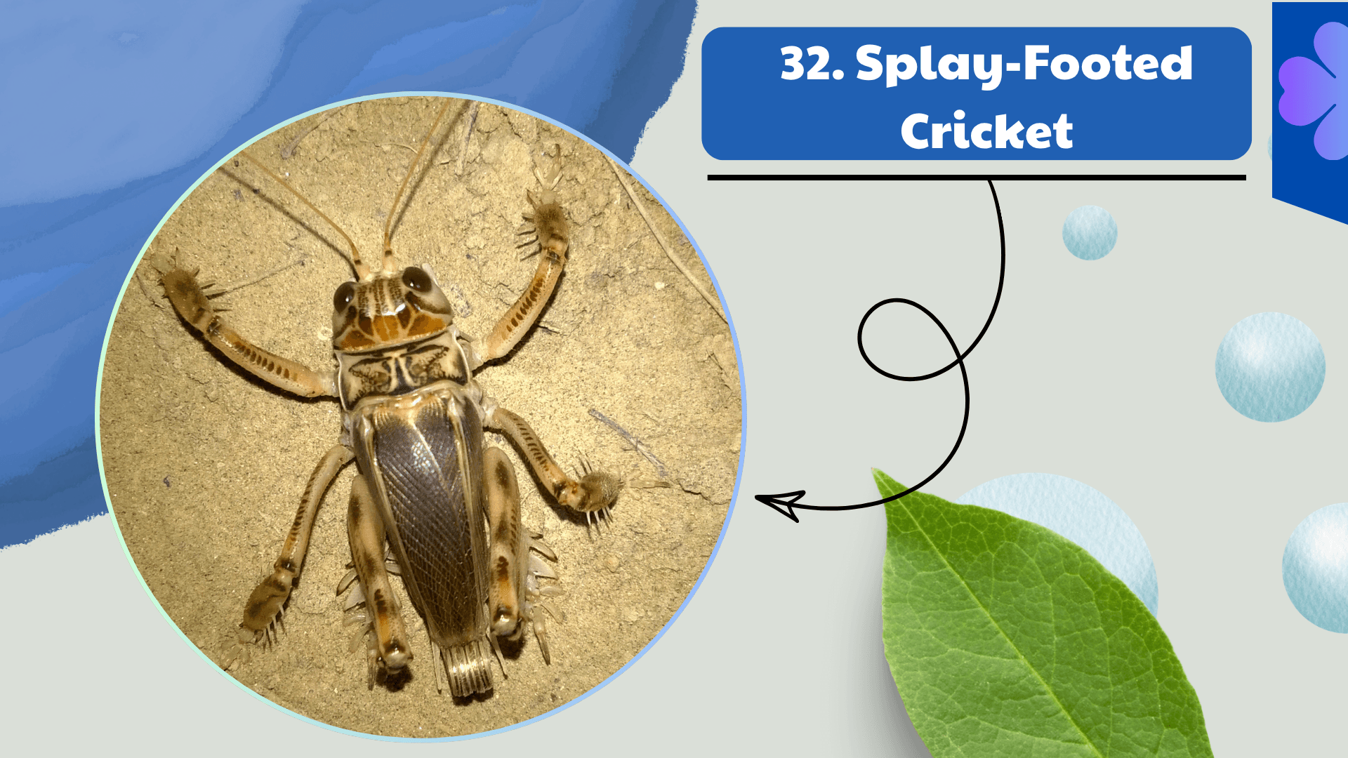 Splay-Footed Cricket
