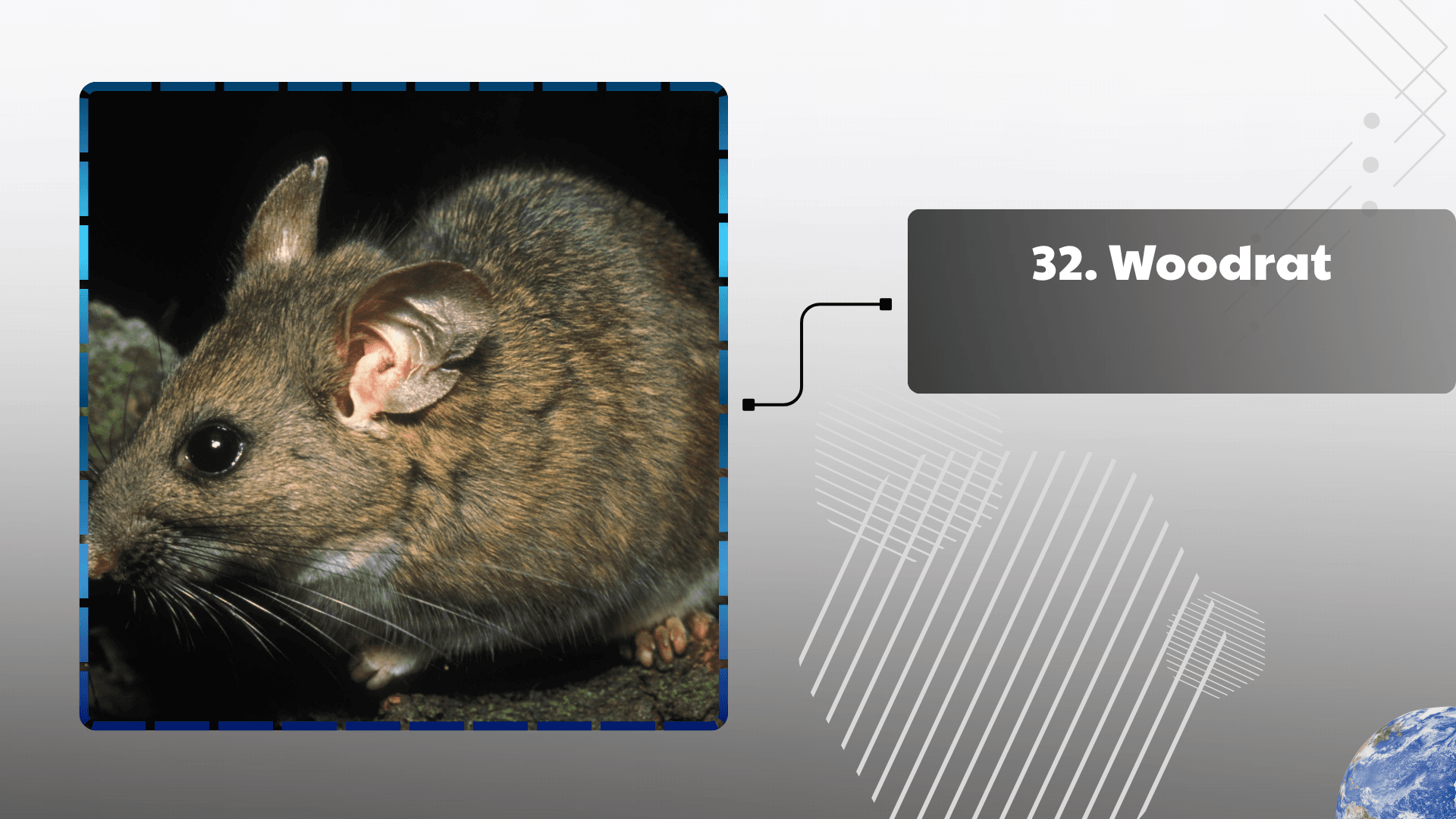 Woodrat