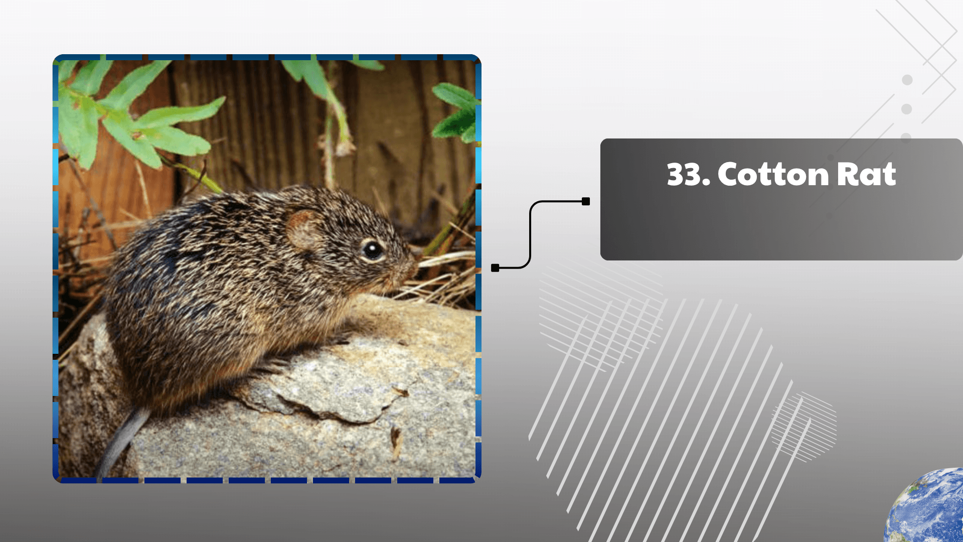 Cotton Rat