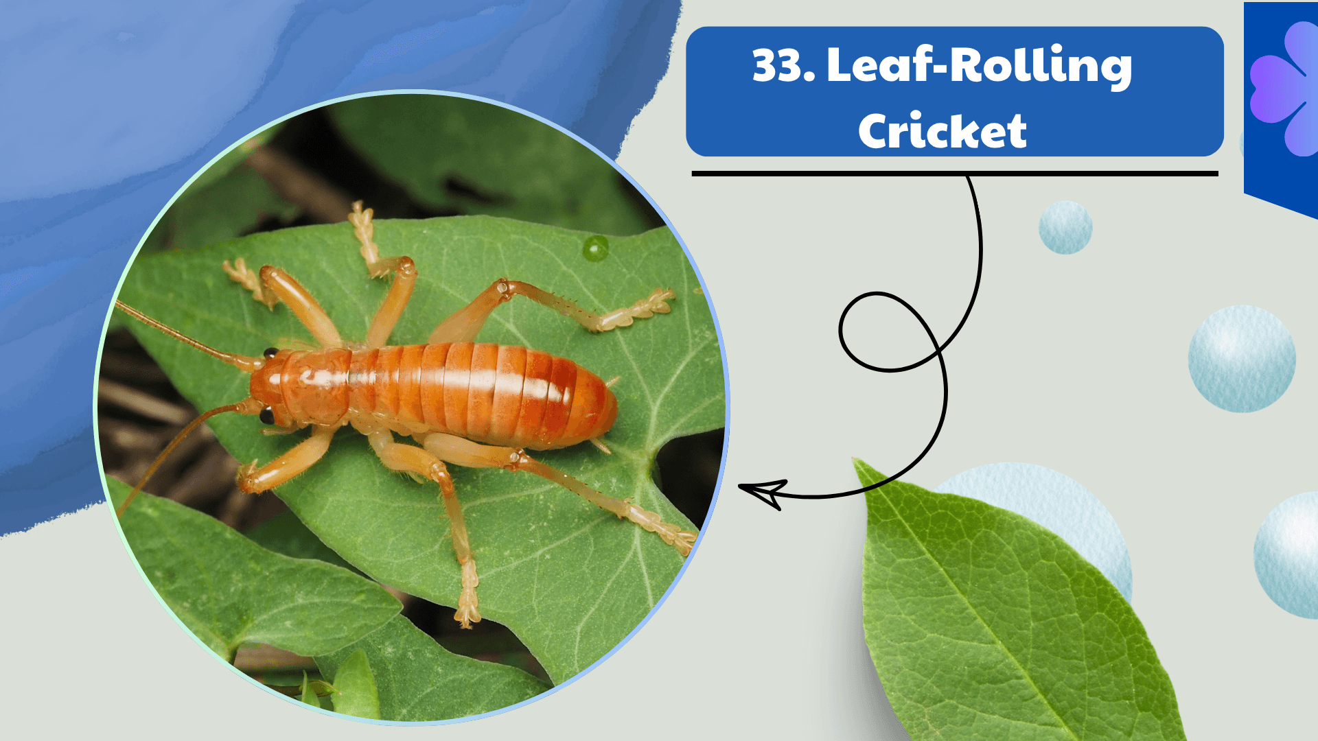 Leaf-Rolling Cricket