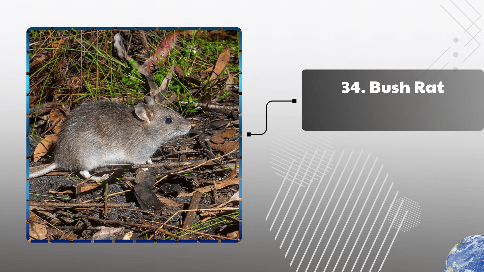 Bush Rat
