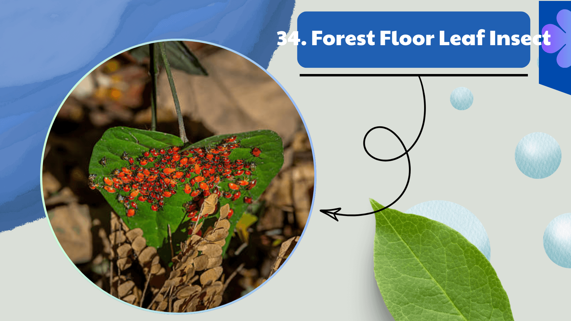 Forest Floor Leaf Insect