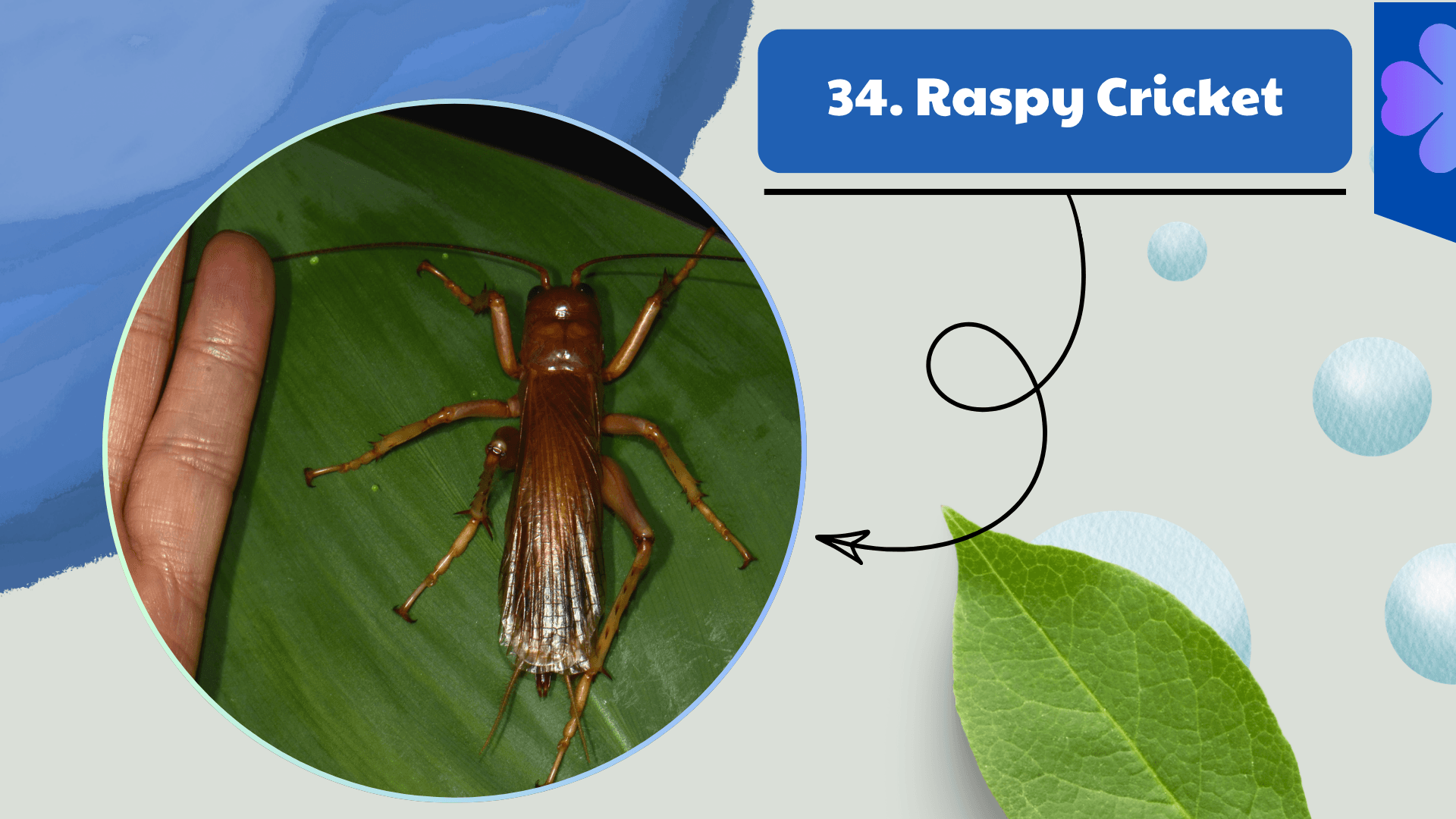 Raspy Cricket